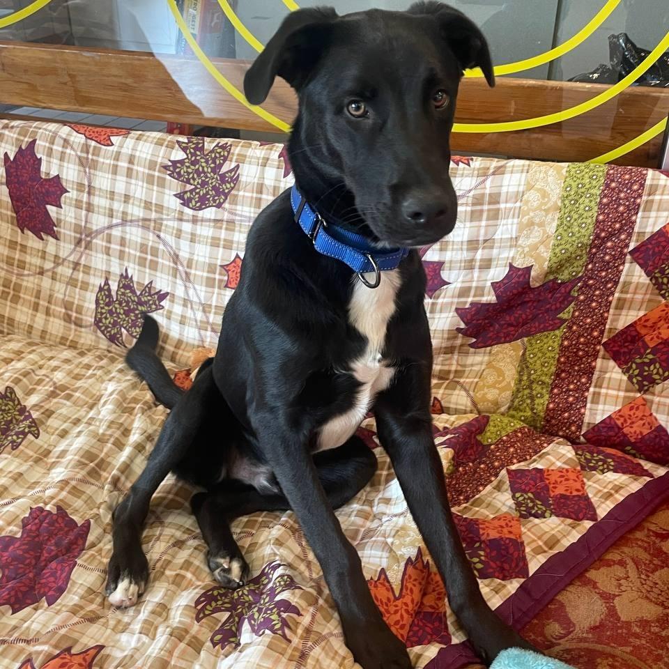 Woody, a Adoptable Mixed Breed in Westhampton, NY image 1/6