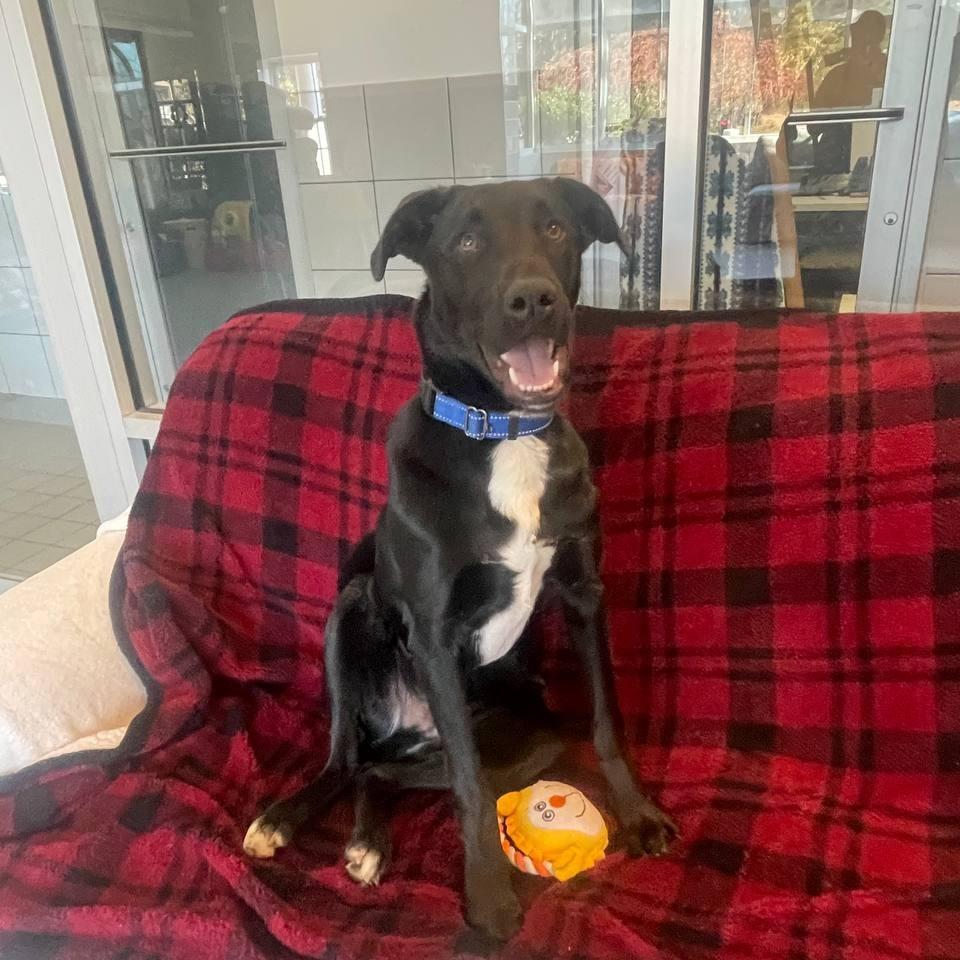 Woody, a Adoptable Mixed Breed in Westhampton, NY image 2/6