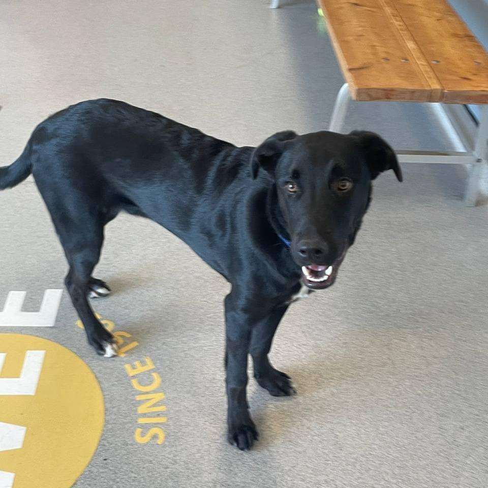 Woody, a Adoptable Mixed Breed in Westhampton, NY image 3/6