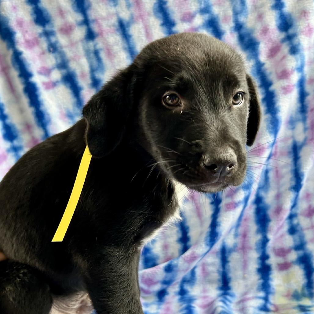 Woody, a Adoptable Mixed Breed in Westhampton, NY image 4/6