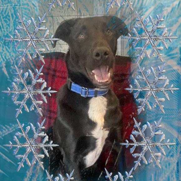 Woody, a Adoptable Mixed Breed in Westhampton, NY image 5/6