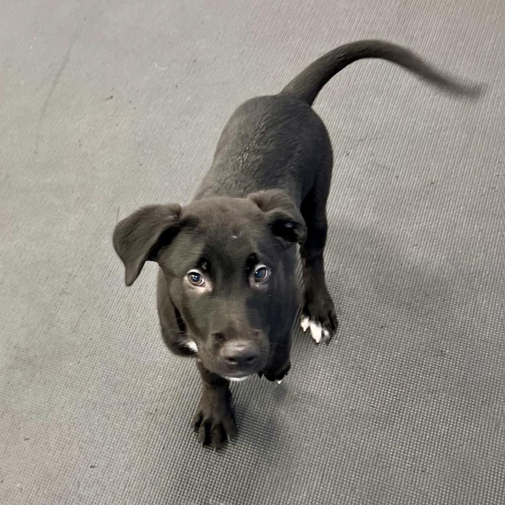 Woody, a Adoptable Mixed Breed in Westhampton, NY image 6/6