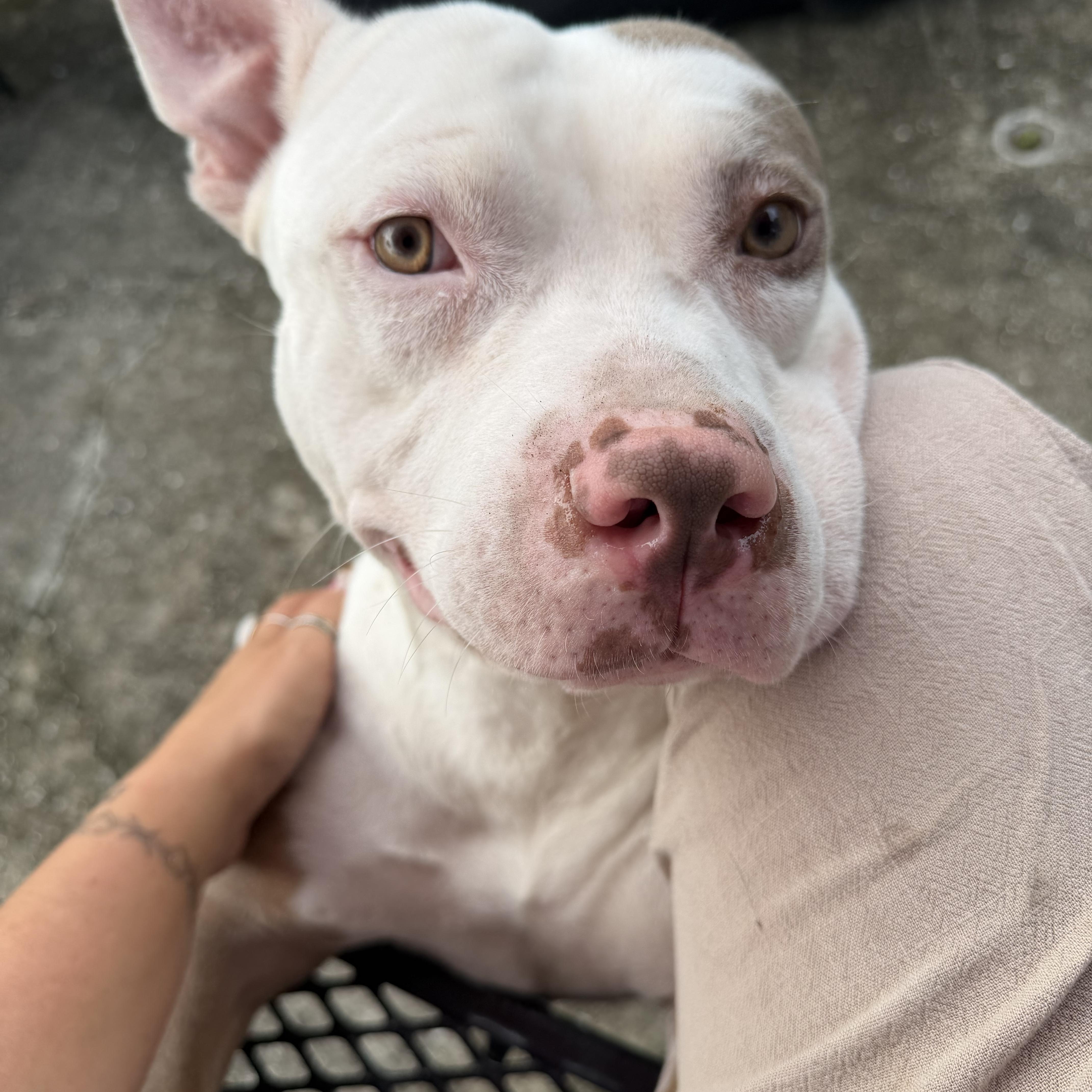 Enlarge Sushi, a Adoptable American Bully in Naples, FL image 3/5