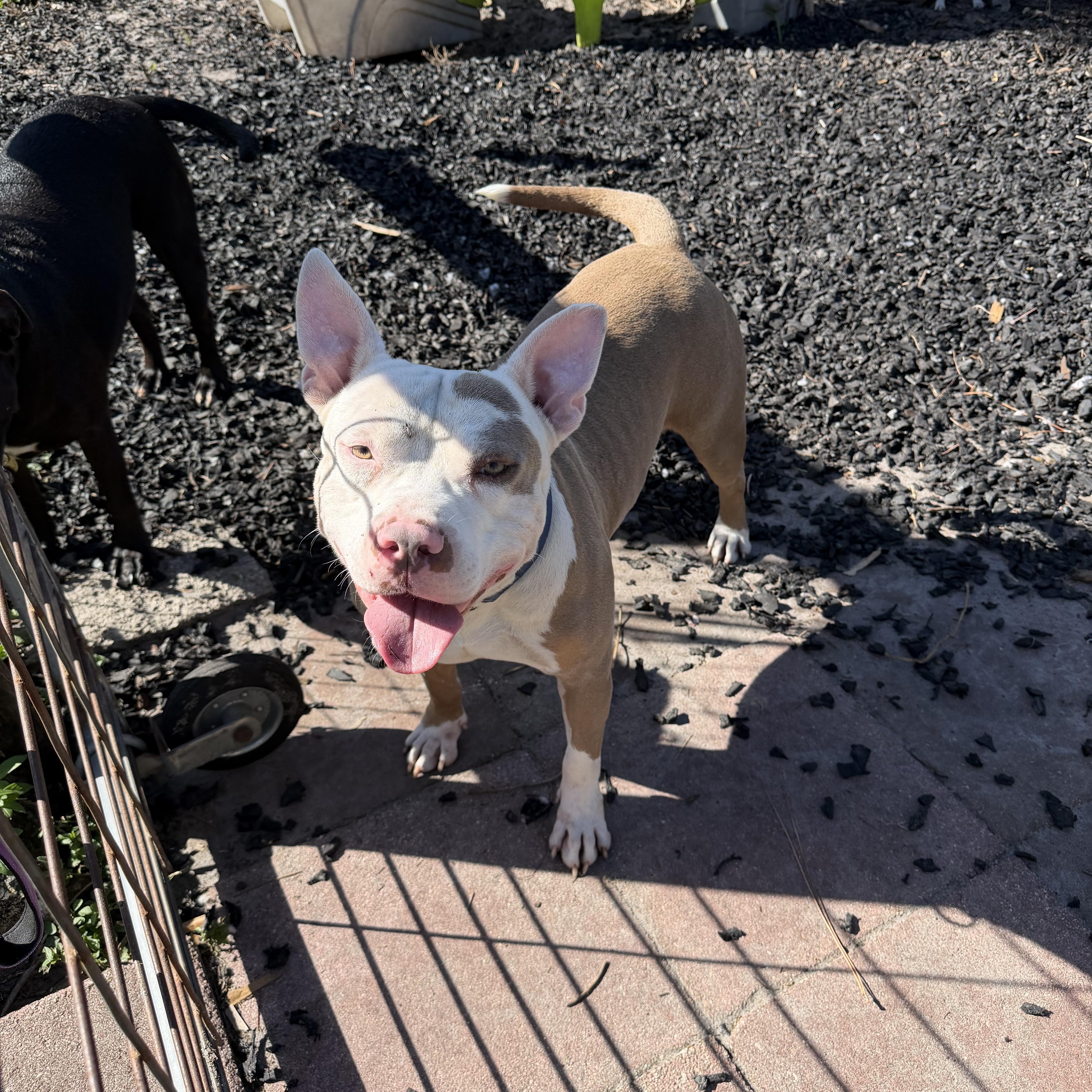 Enlarge Sushi, a Adoptable American Bully in Naples, FL image 5/5
