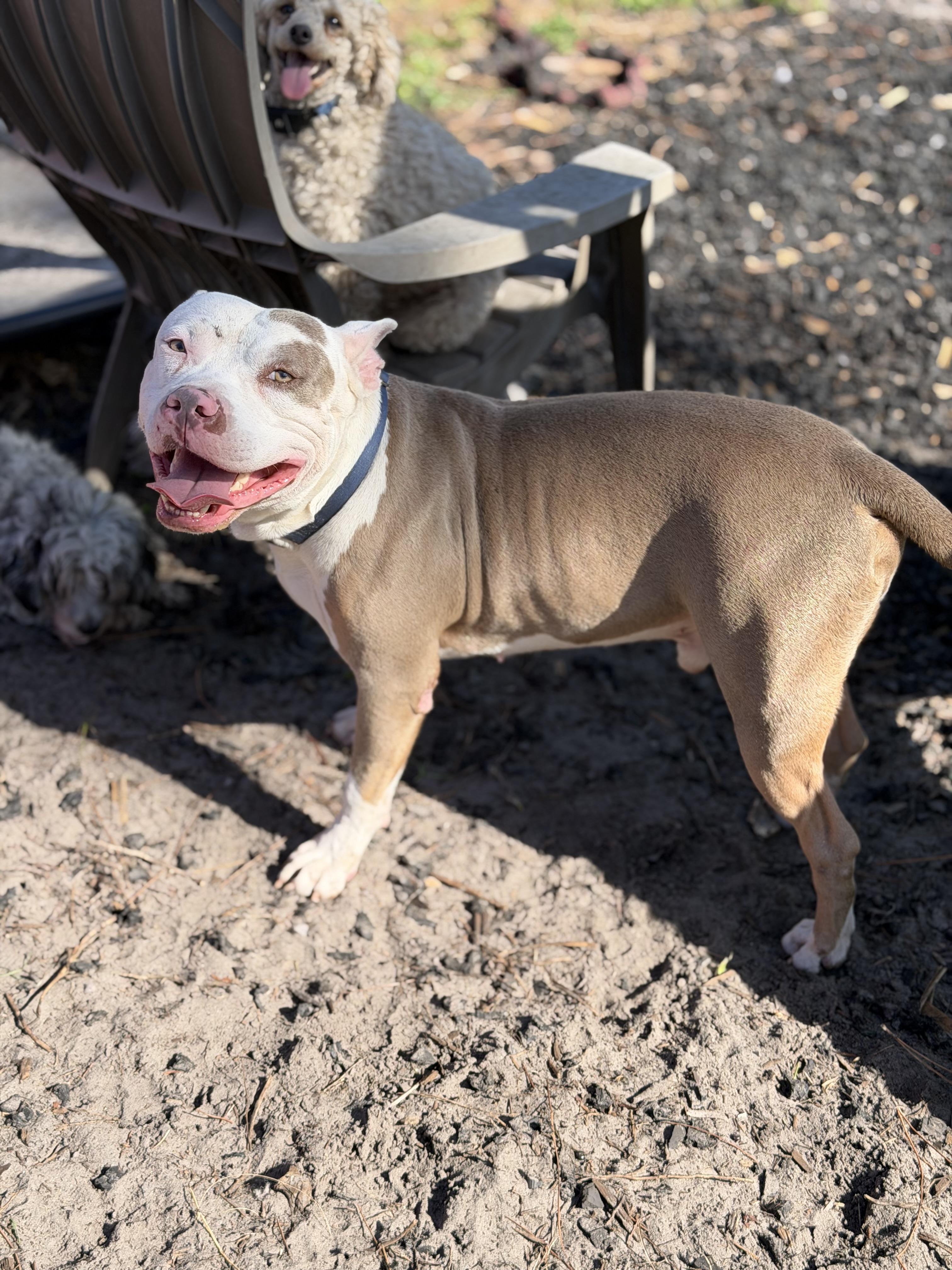 Enlarge Sushi, a Adoptable American Bully in Naples, FL image 4/5