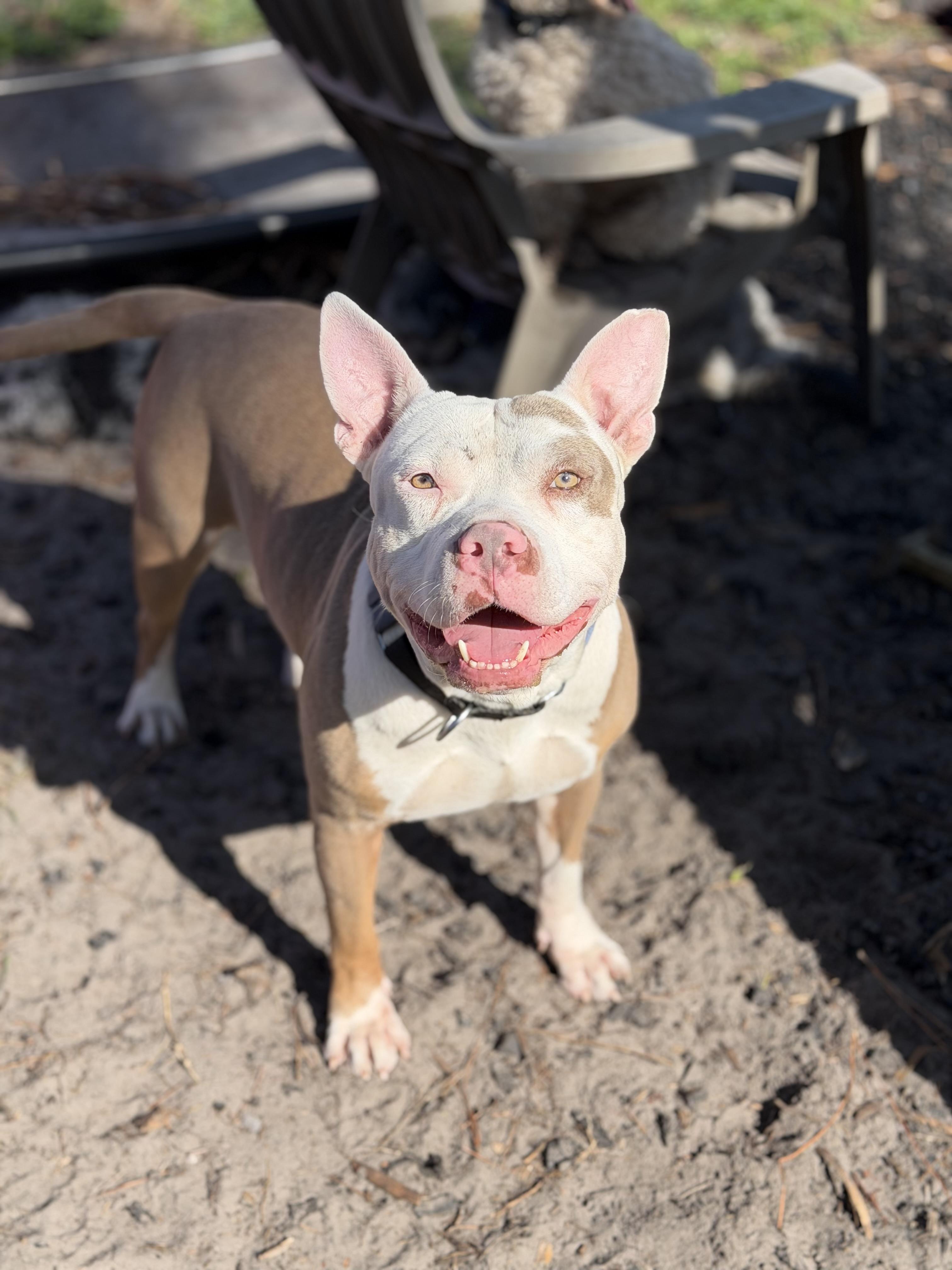 Enlarge Sushi, a Adoptable American Bully in Naples, FL image 1/5