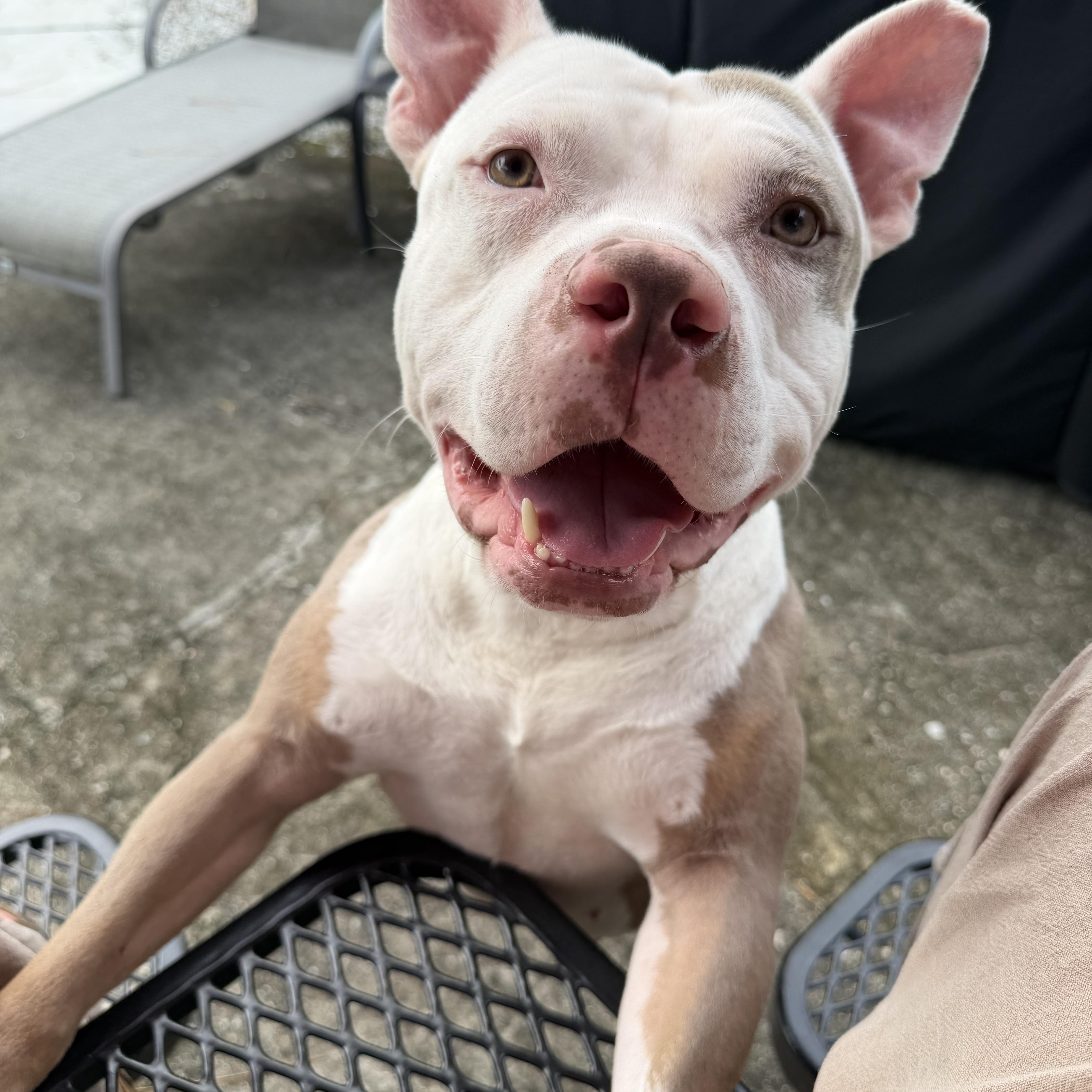 Enlarge Sushi, a Adoptable American Bully in Naples, FL image 2/5