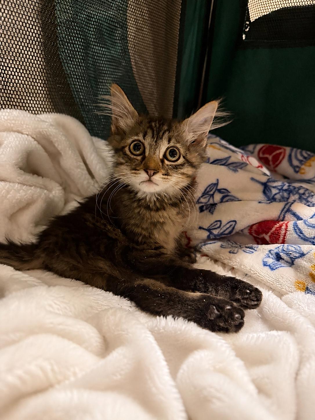 Poppy, ADOPTABLE, Kitten Female Domestic Long Hair.