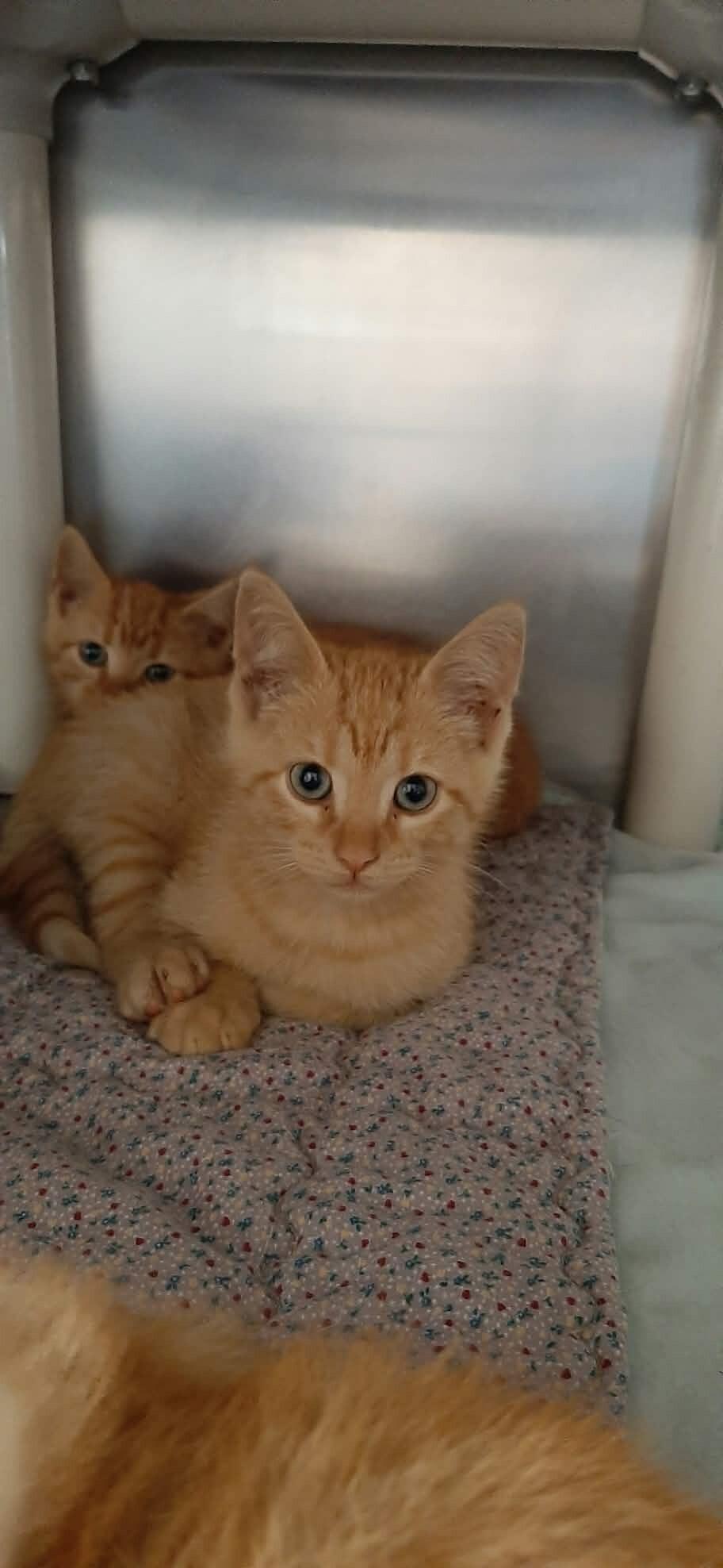 Buggati, Adoptable, Kitten Male Domestic Short Hair.