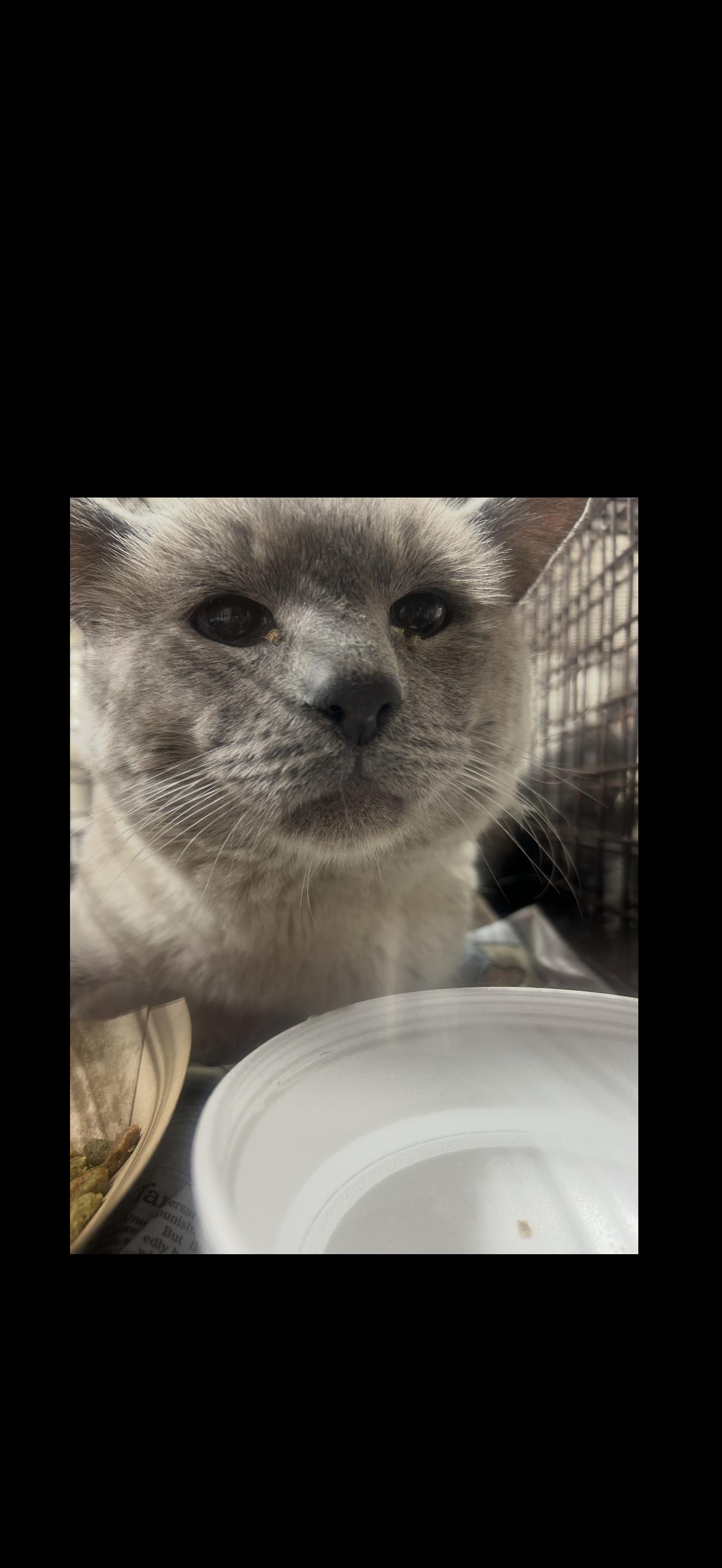 Purring Paperweight, ADOPTABLE, Adult Male Siamese.