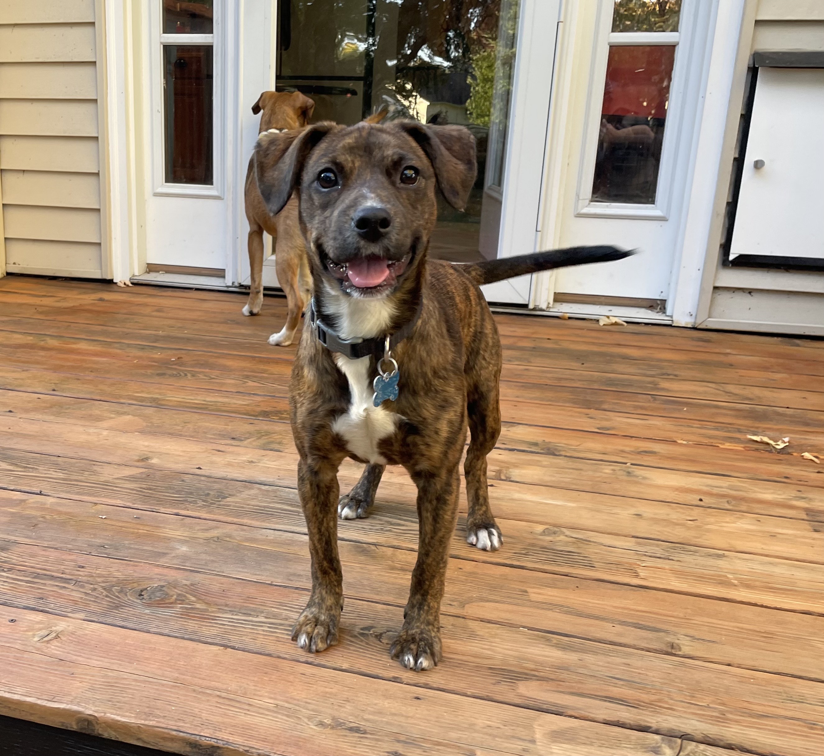 Dog for adoption Cherry, a Retriever & Hound Mix in Minneapolis, MN