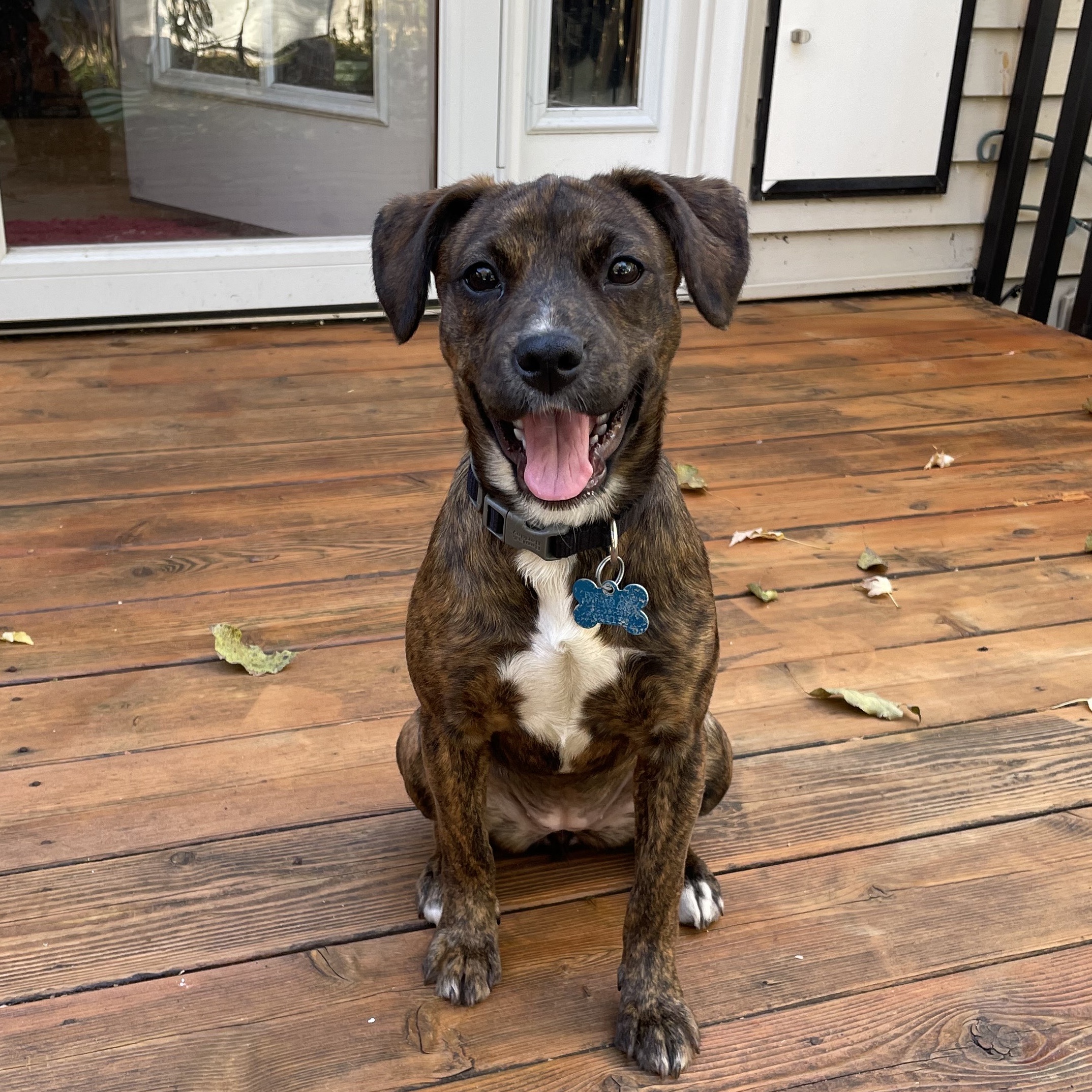 Dog for adoption Cherry, a Retriever & Hound Mix in Minneapolis, MN