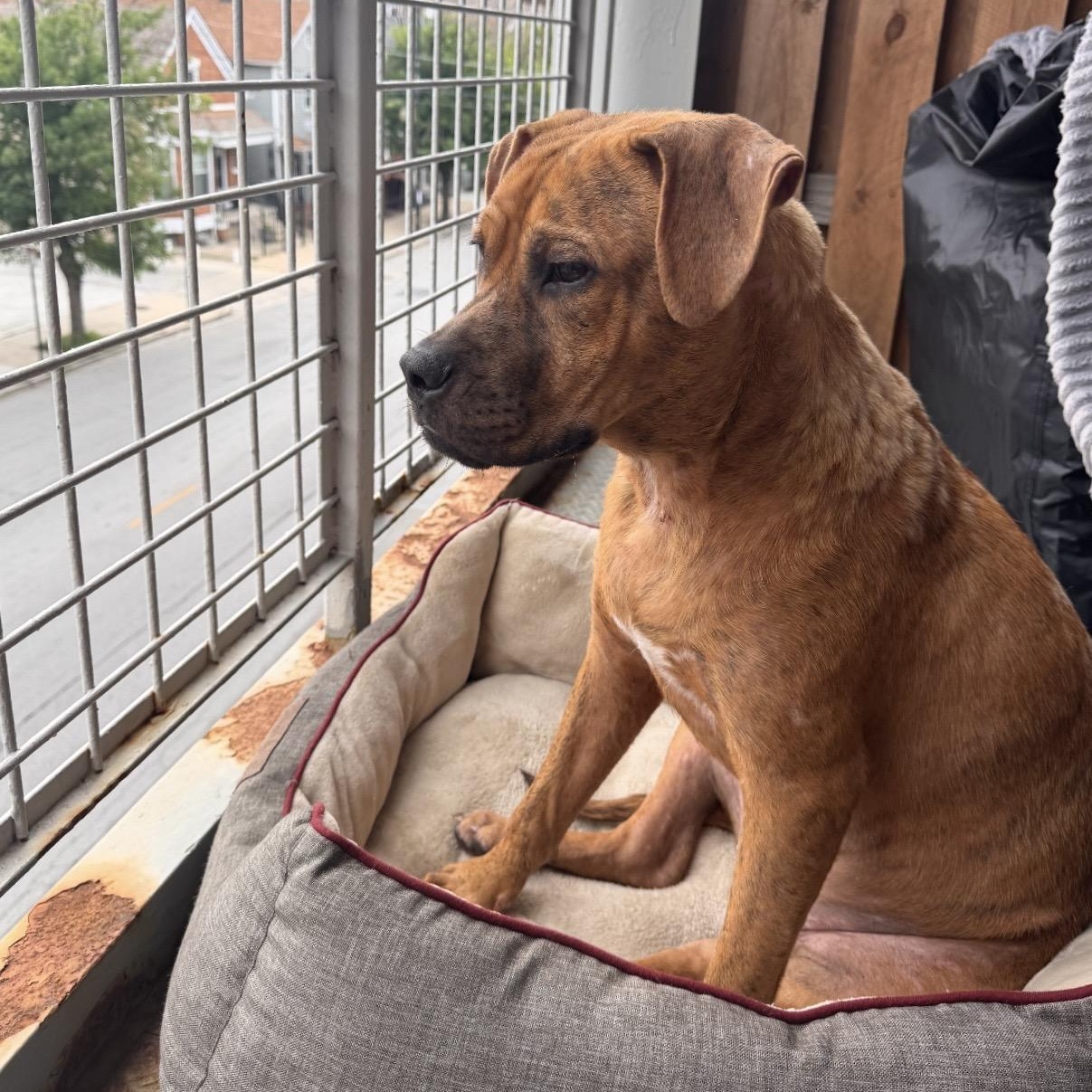 Toby, Adoptable, Young Male Boxer.