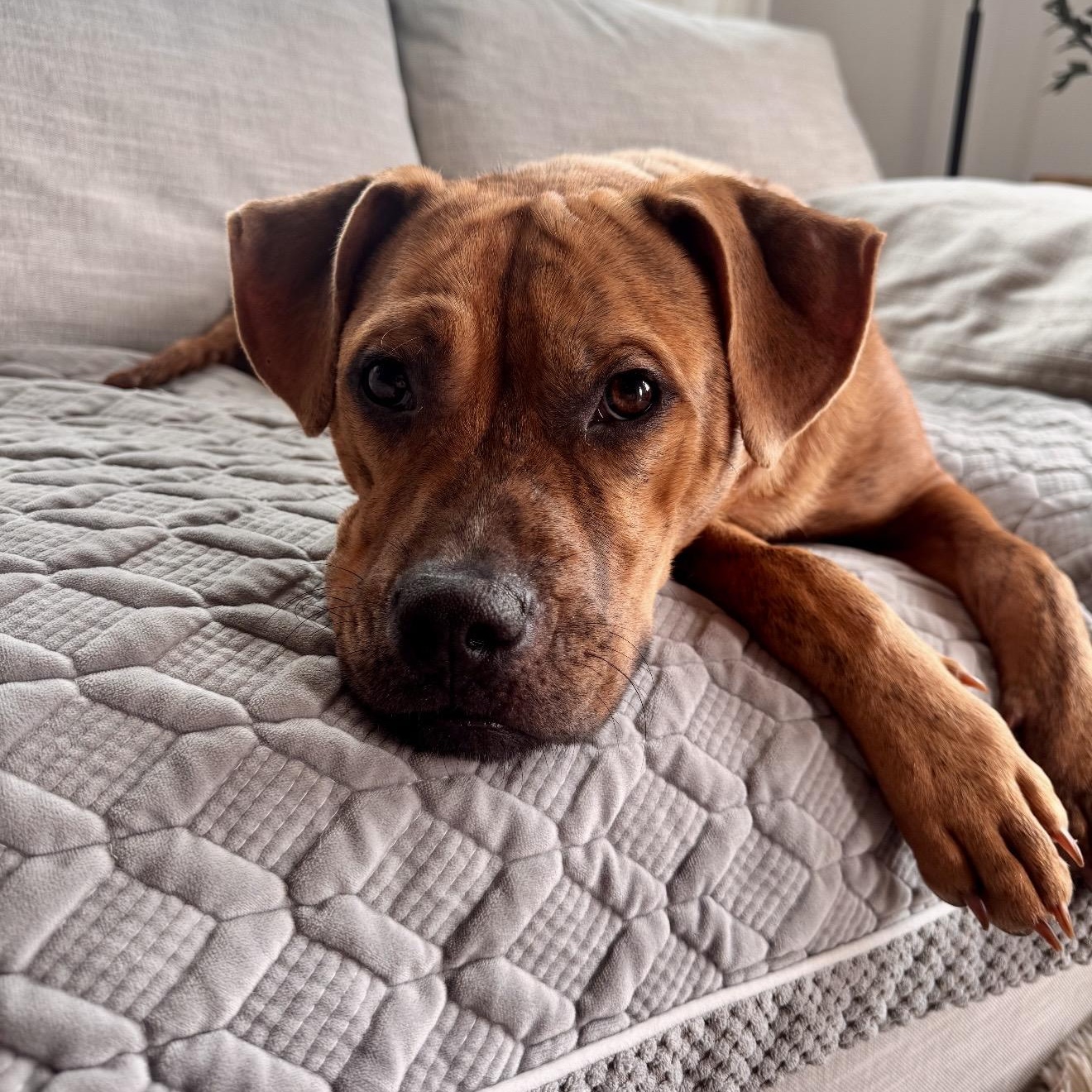 Toby, a Adoptable mixed breed in Chicago, IL image 4/6