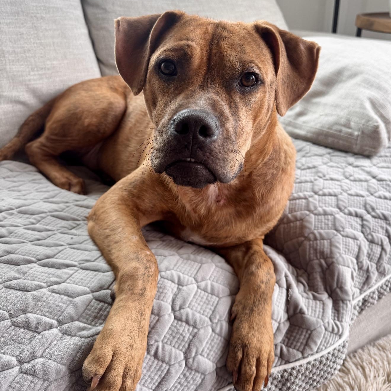 Toby, a Adoptable mixed breed in Chicago, IL image 3/6