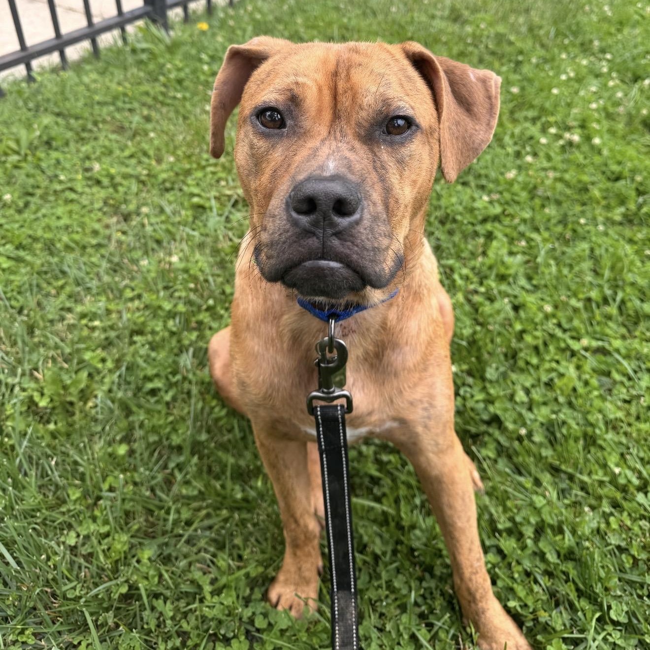 Toby, a Adoptable mixed breed in Chicago, IL image 2/6
