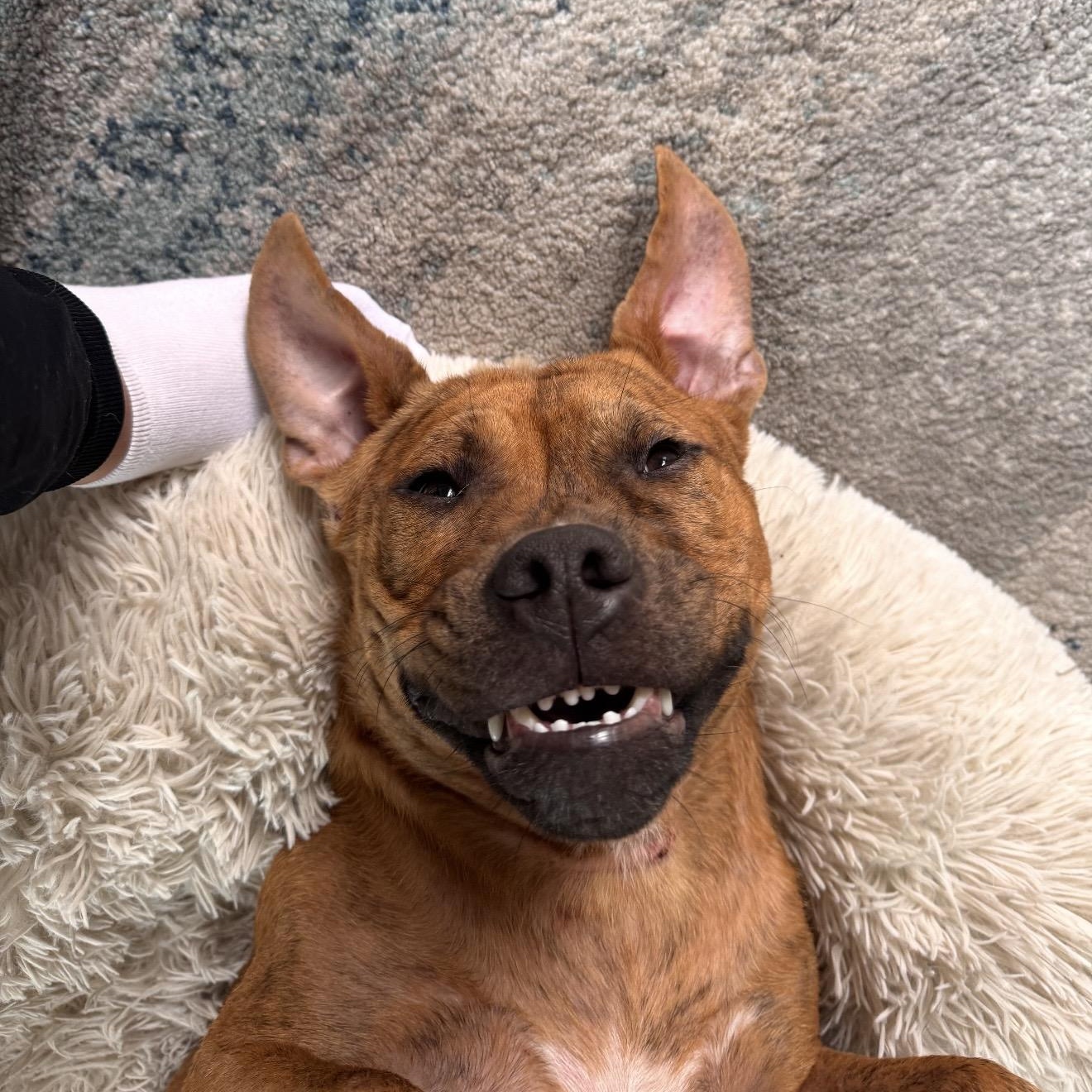 Toby, a Adoptable mixed breed in Chicago, IL image 6/6