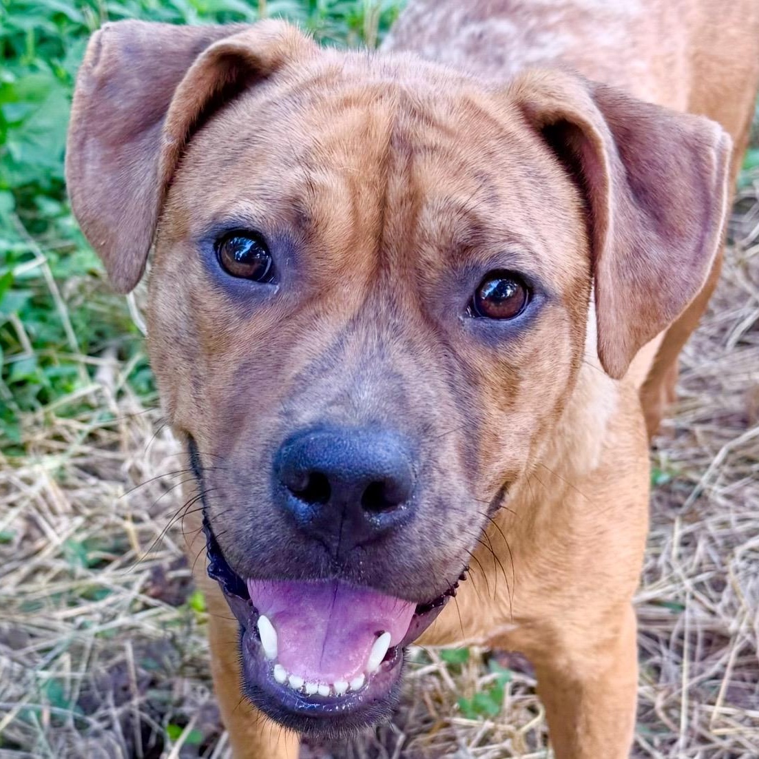 Toby, a Adoptable mixed breed in Chicago, IL image 5/6
