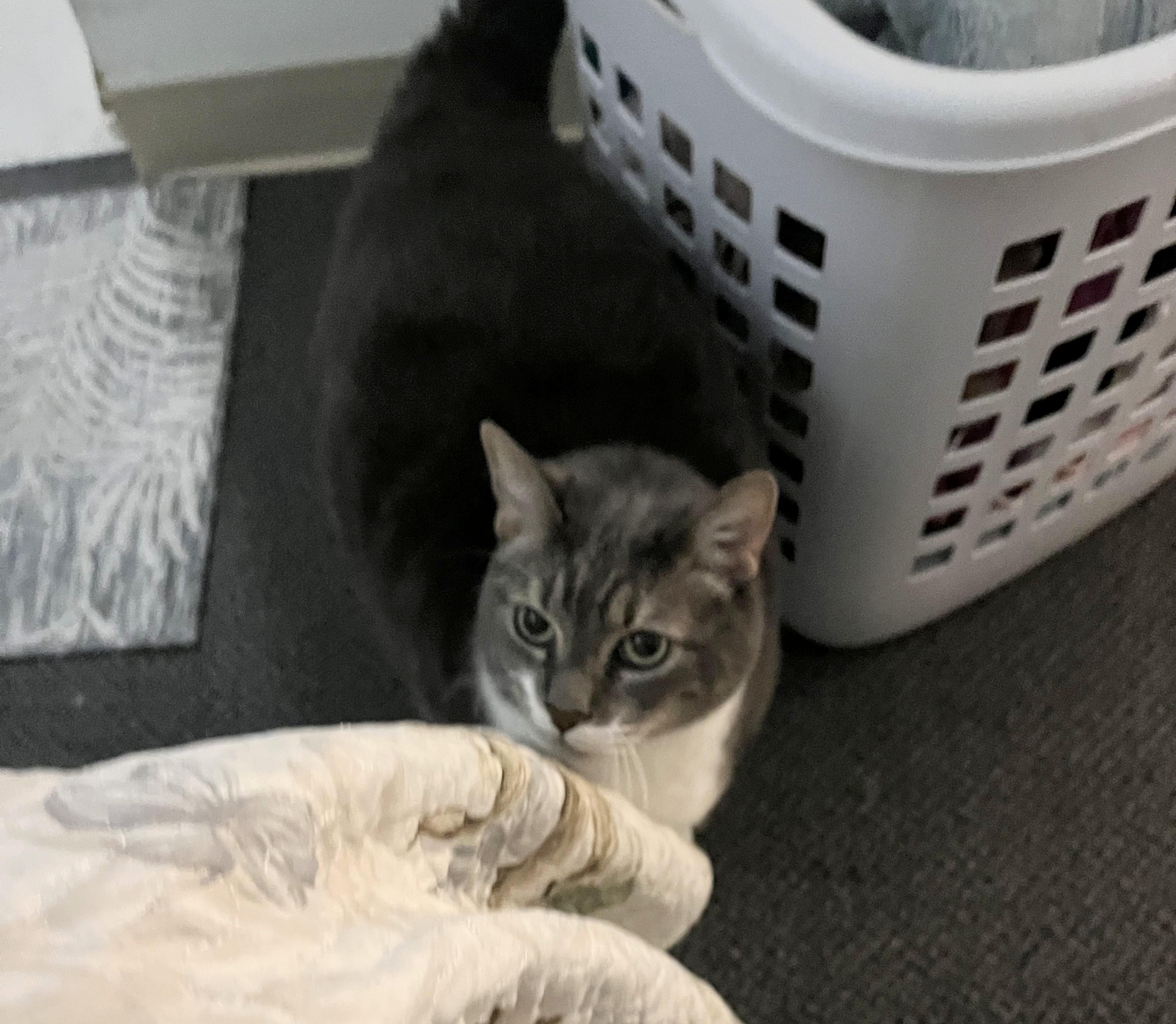 Enlarge Beckham-- URGENT, an adopted mixed breed in New Orleans, LA image 3/6