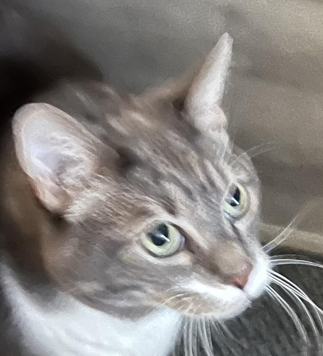 Enlarge Beckham-- URGENT, an adopted mixed breed in New Orleans, LA image 5/6