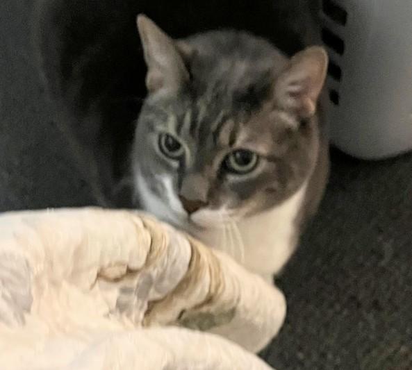 Enlarge Beckham-- URGENT, an adopted mixed breed in New Orleans, LA image 1/6