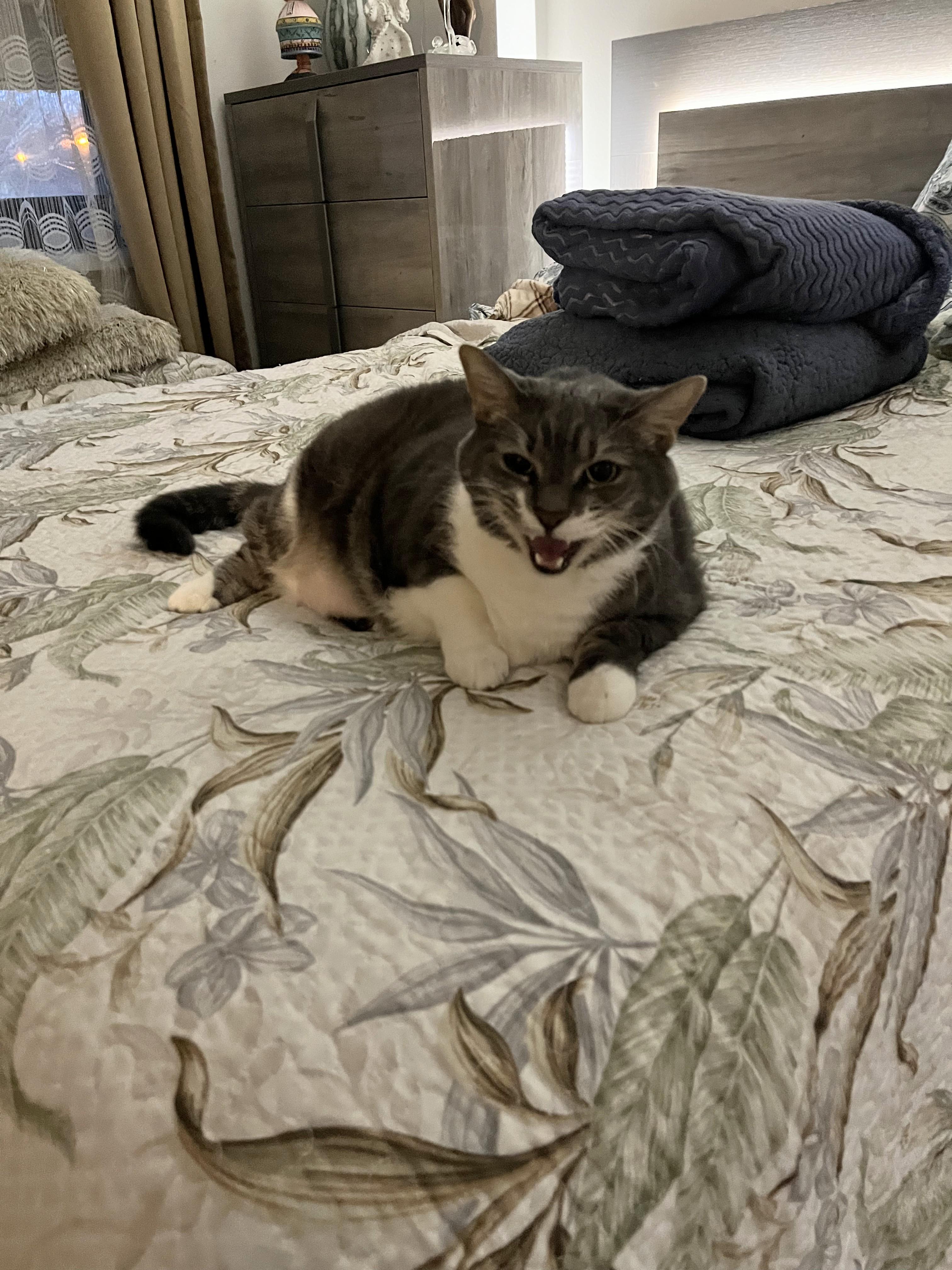 Enlarge Beckham-- URGENT, an adopted mixed breed in New Orleans, LA image 2/6