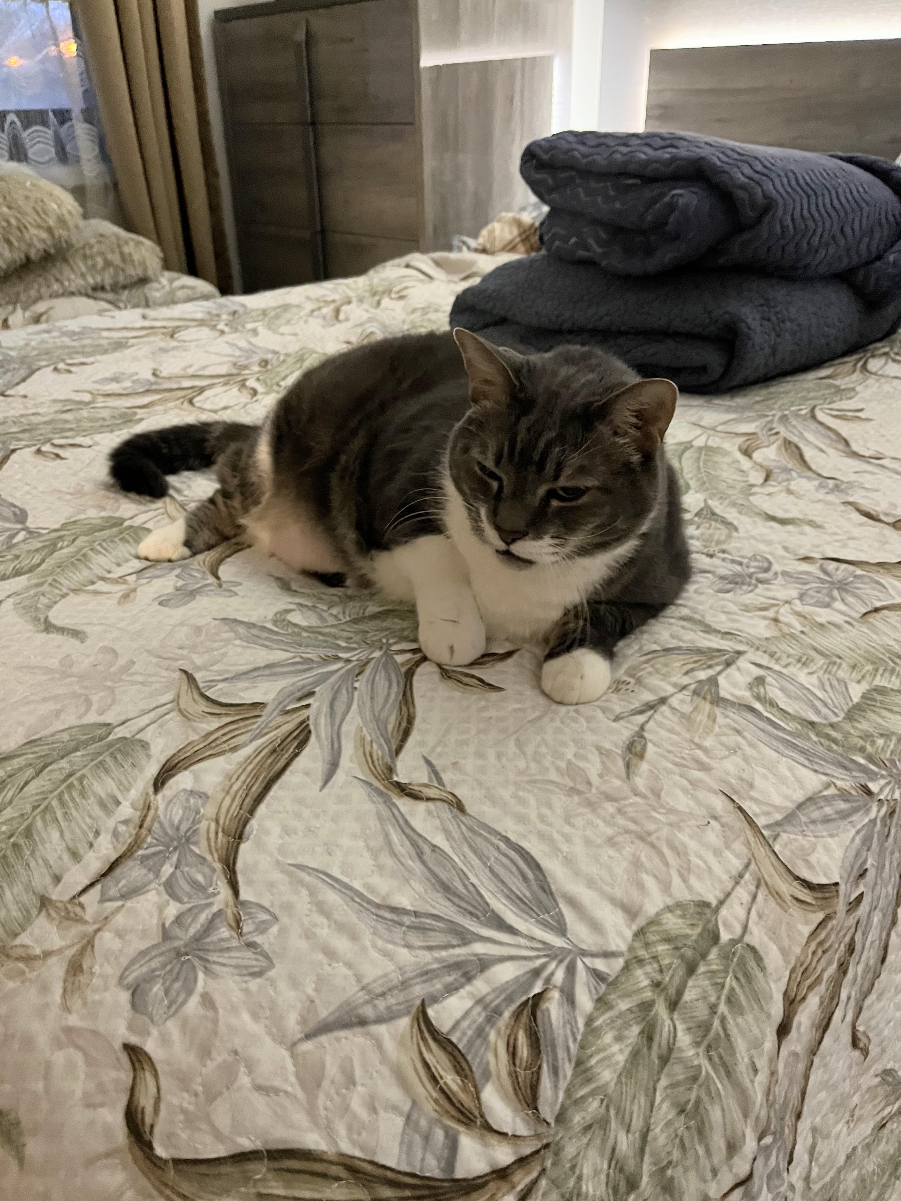 Enlarge Beckham-- URGENT, an adopted mixed breed in New Orleans, LA image 4/6