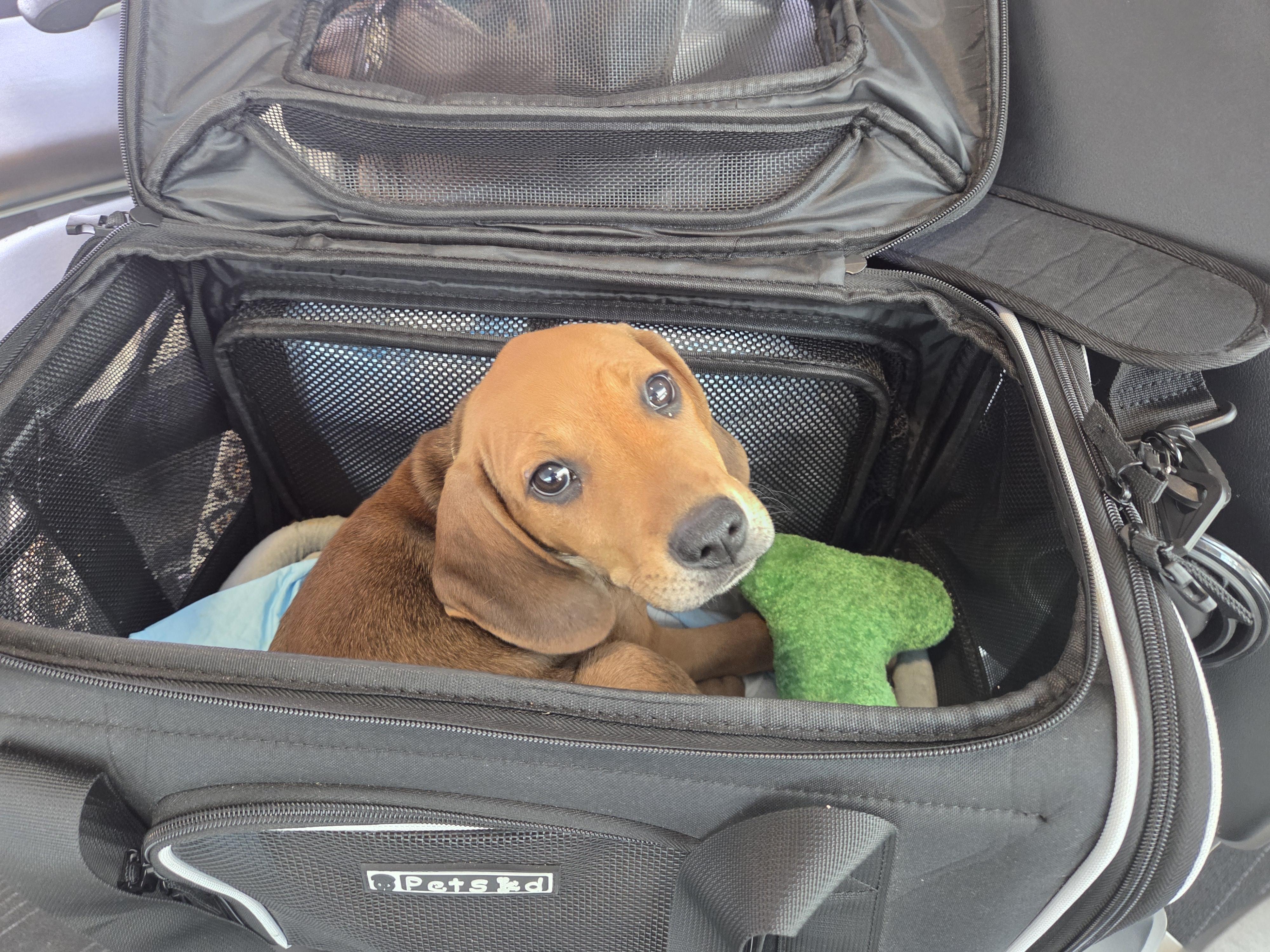 Benedict, Adopted, Young Male Black and Tan Coonhound.