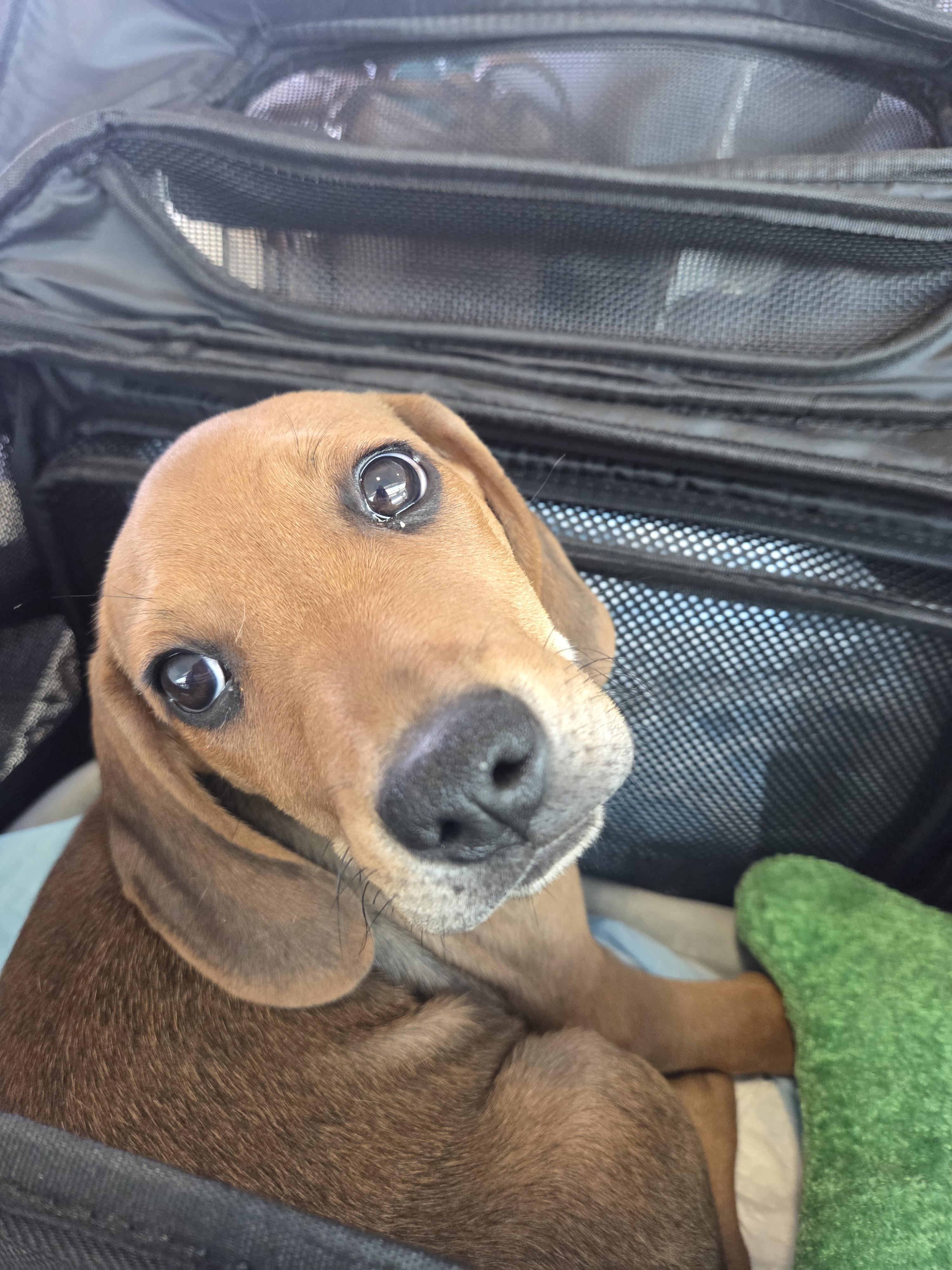 Enlarge Benedict, a Adopted mixed breed in TULSA, OK image 2/6