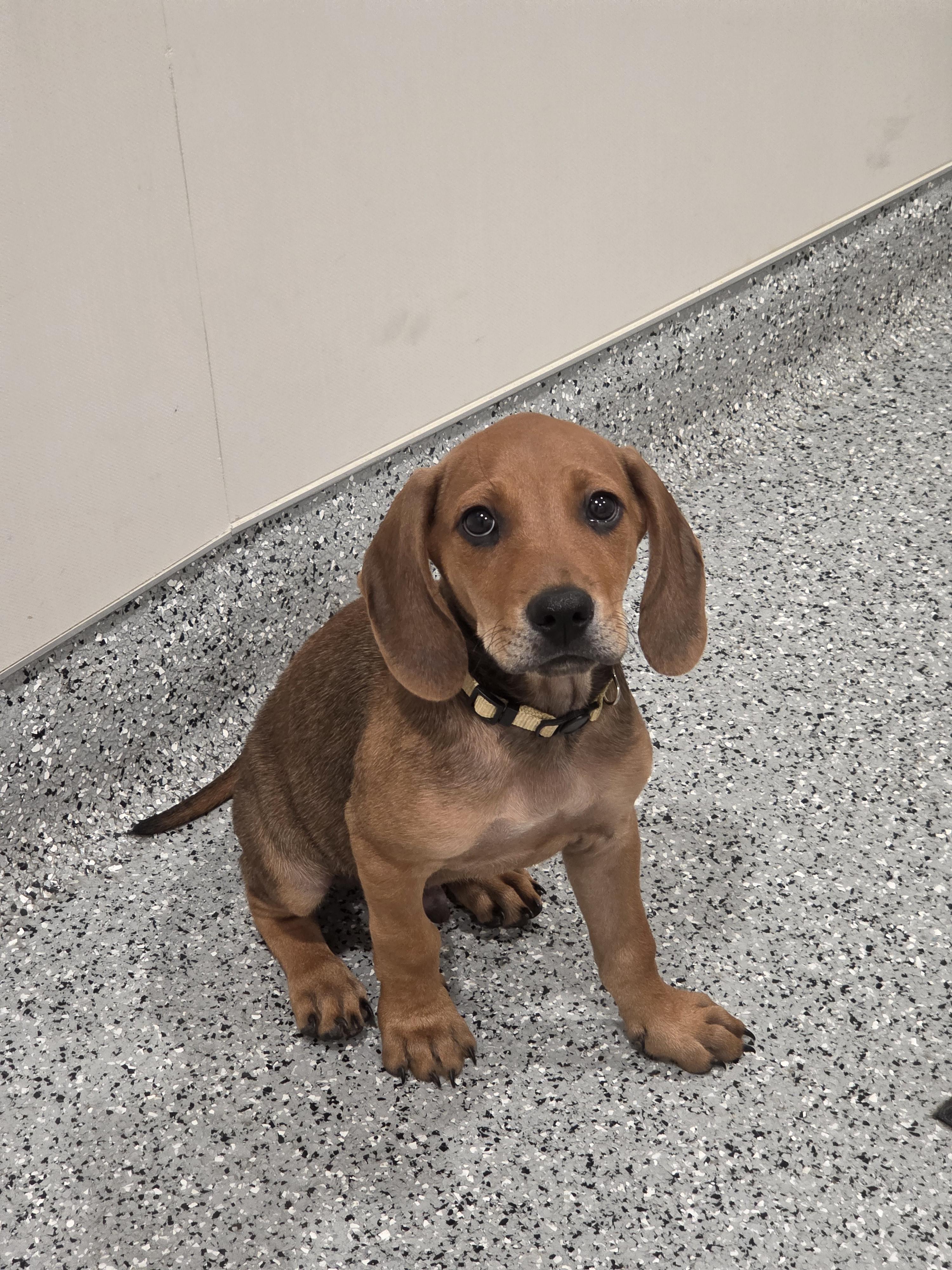 Enlarge Benedict, a Adopted mixed breed in TULSA, OK image 4/6