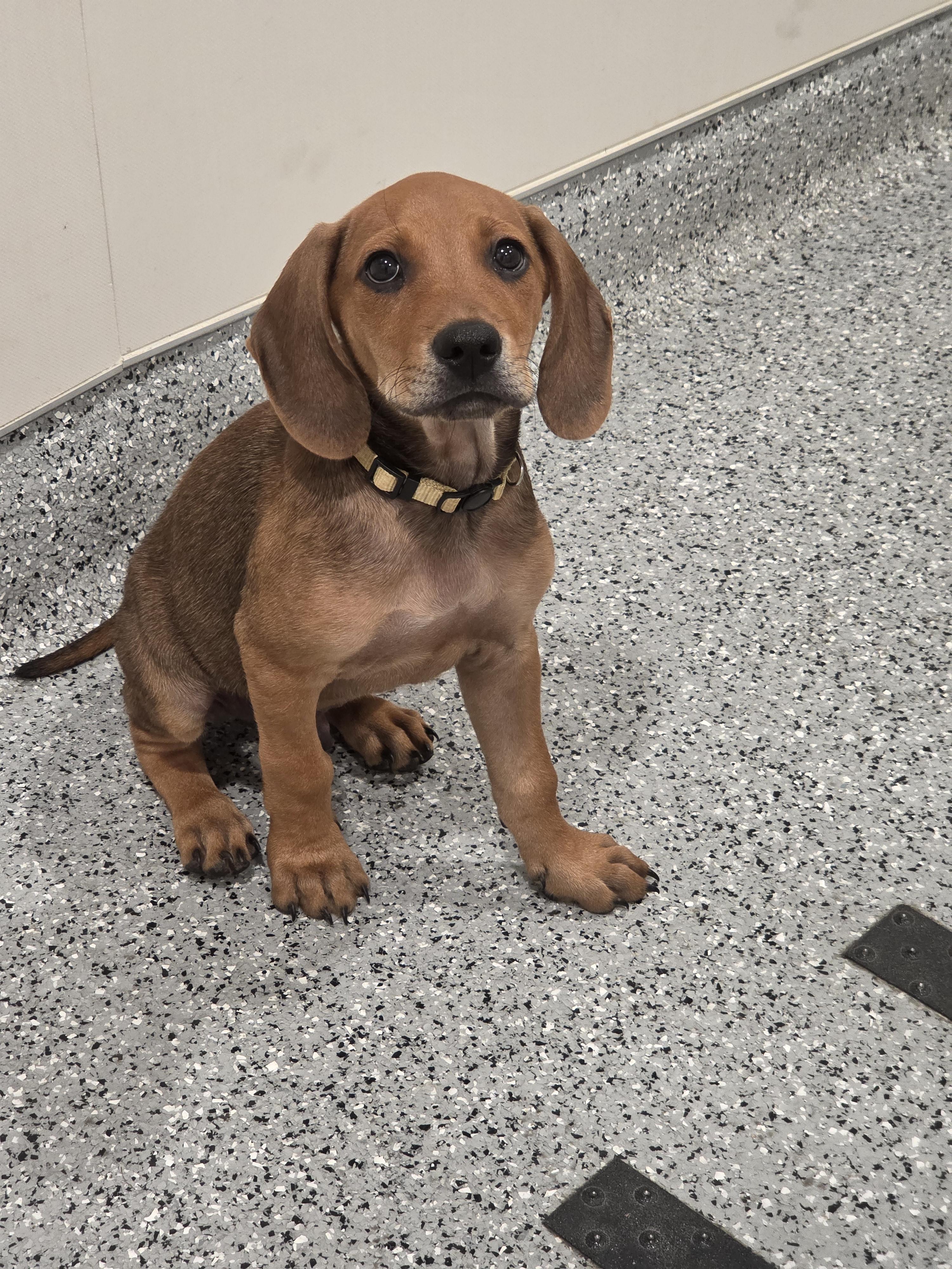 Enlarge Benedict, a Adopted mixed breed in TULSA, OK image 5/6