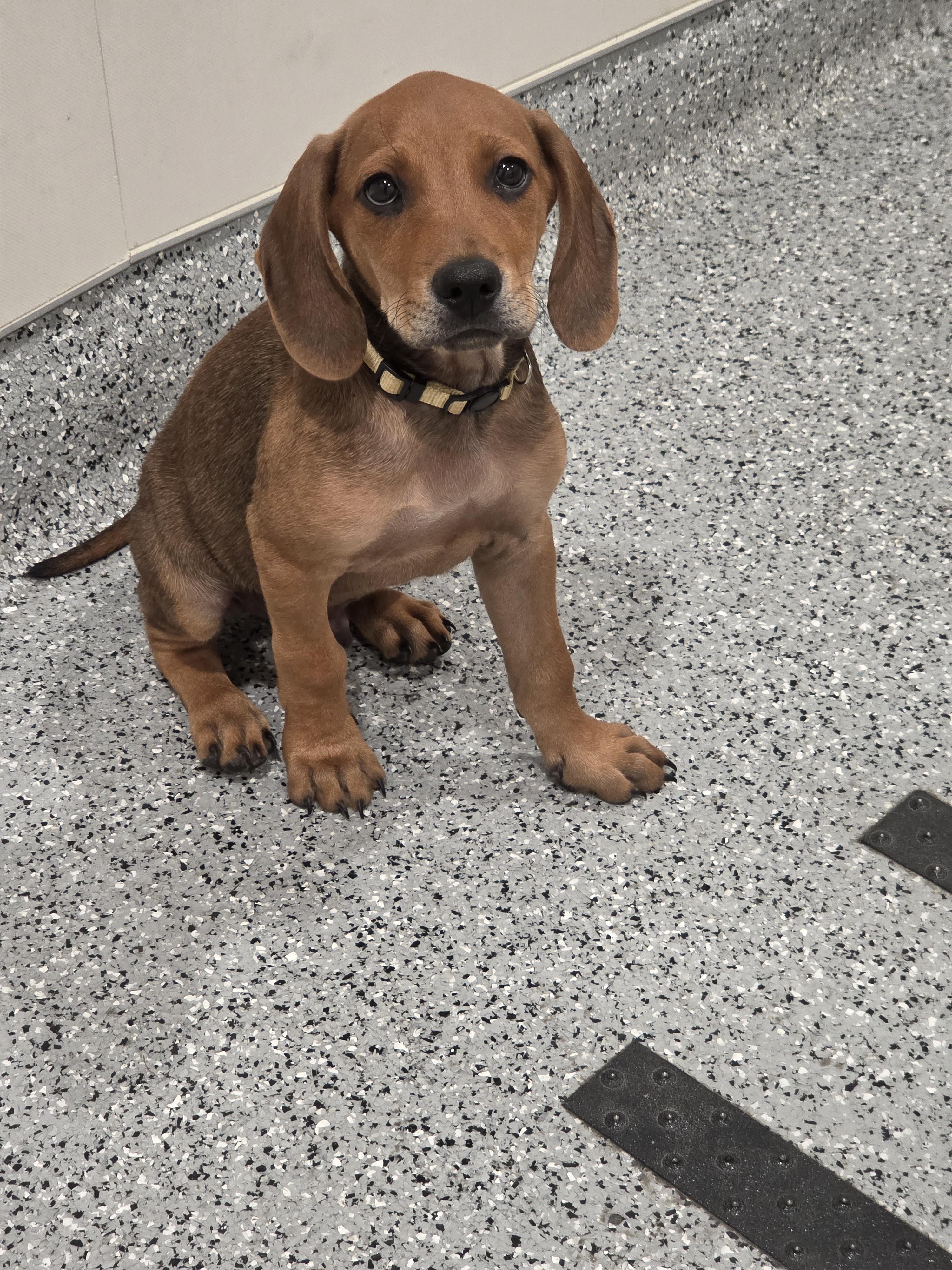 Enlarge Benedict, a Adopted mixed breed in TULSA, OK image 6/6