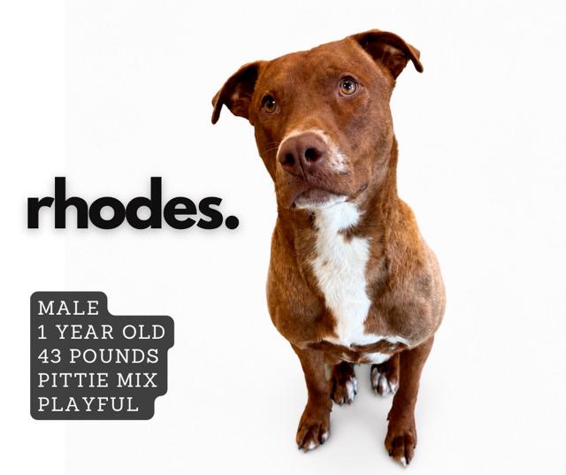 Rhodes, Adoptable, Young Male Mixed Breed.