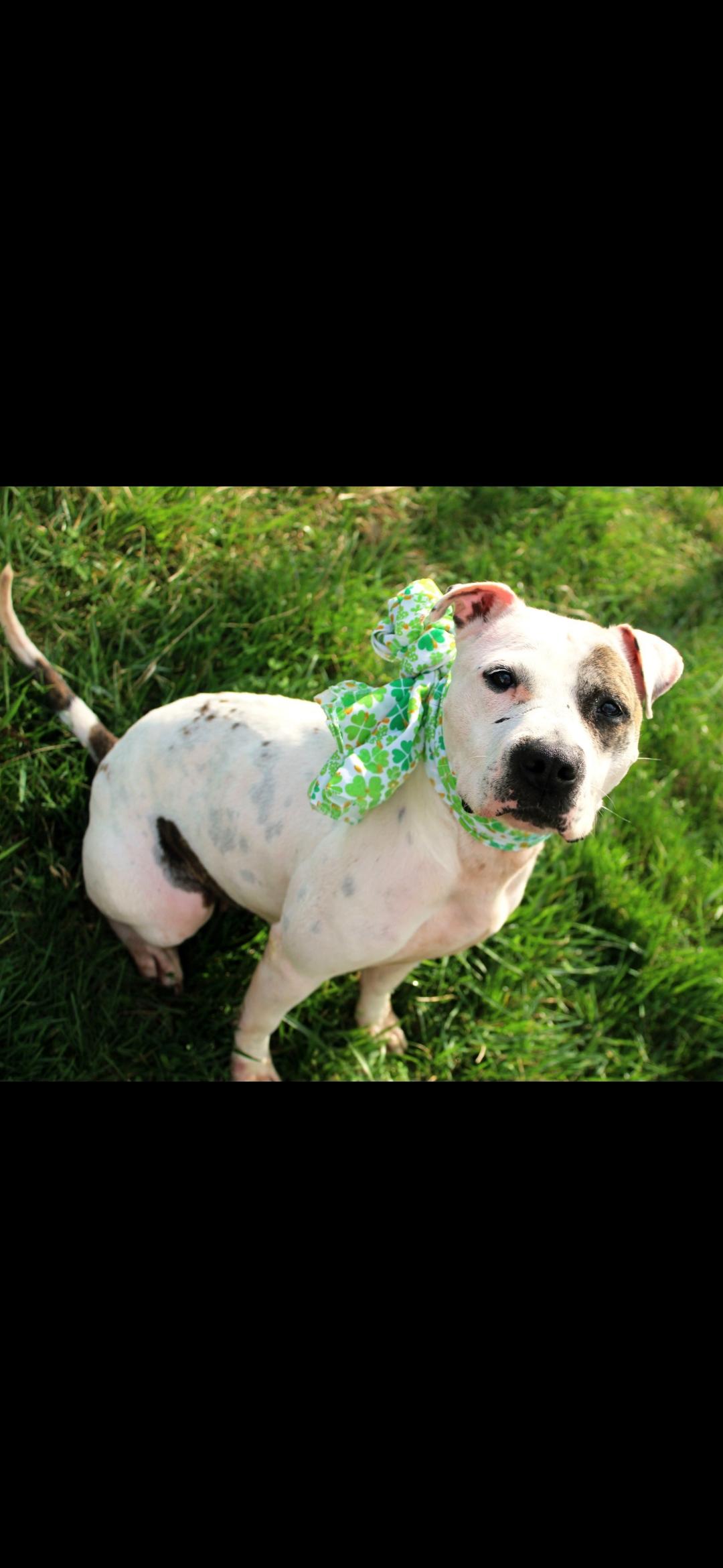 Pepe Le Pew , ADOPTABLE, Adult Female Pit Bull Terrier.