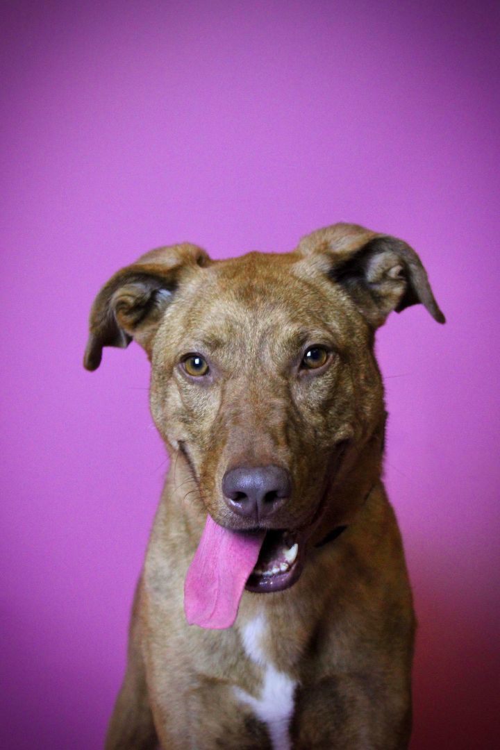 Hazel, a Adoptable Shepherd in Visalia, CA image 2/4