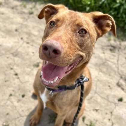Hazel, a Adoptable Shepherd in Visalia, CA image 4/4