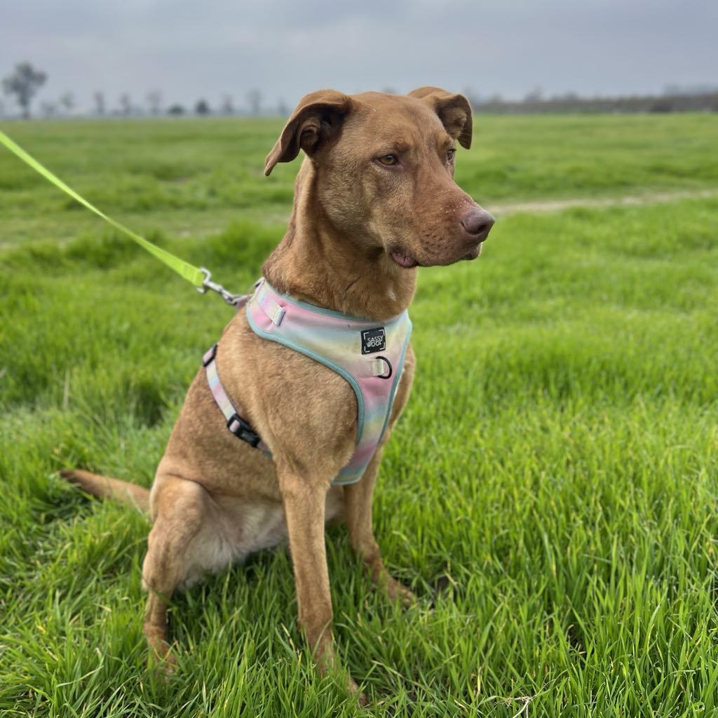Hazel, Adoptable, Adult Female Shepherd.