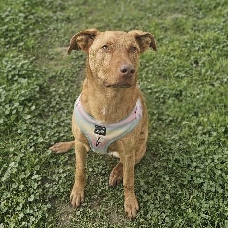 Hazel, a Adoptable Shepherd in Visalia, CA image 3/4