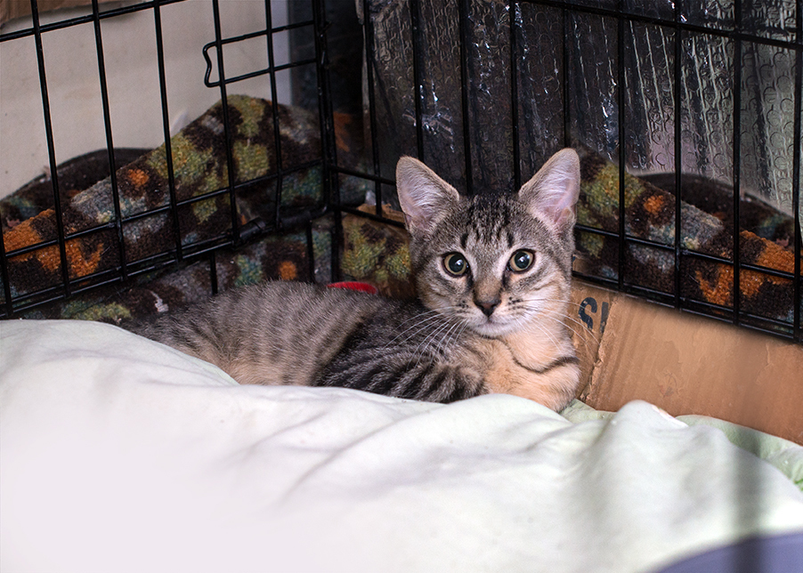 Lenny, Adoptable, Adult Male Domestic Short Hair.