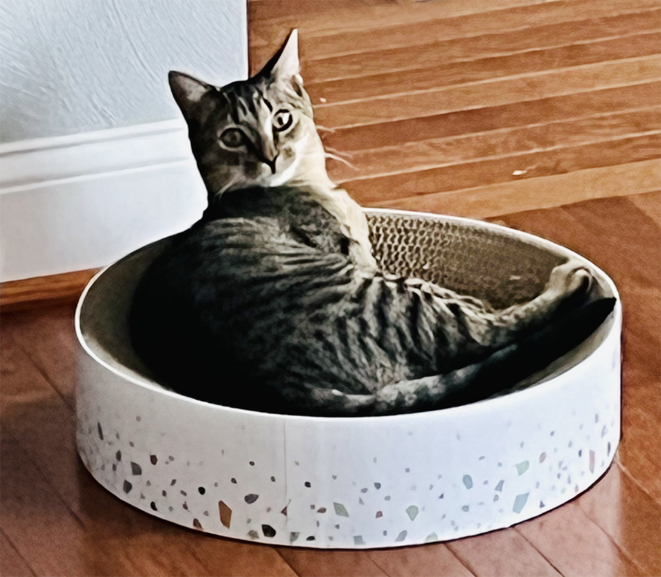 Lenny, a Adoptable Domestic Short Hair in Smithfield, VA image 2/8