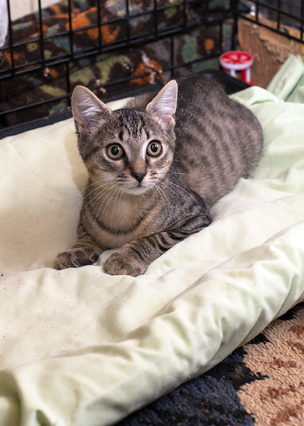 Lenny, a Adoptable Domestic Short Hair in Smithfield, VA image 3/8