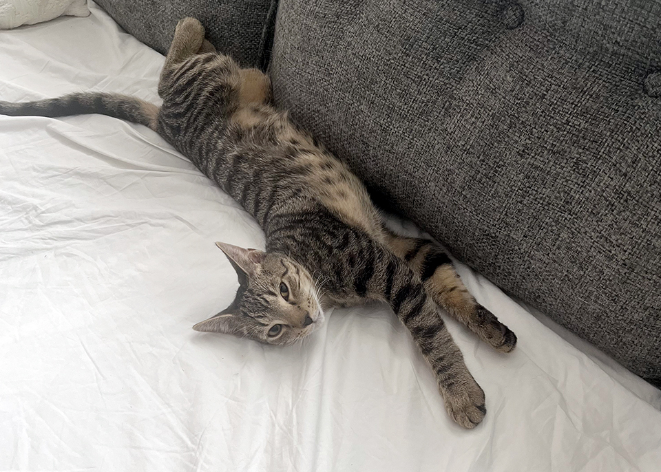 Lenny, a Adoptable Domestic Short Hair in Smithfield, VA image 4/8