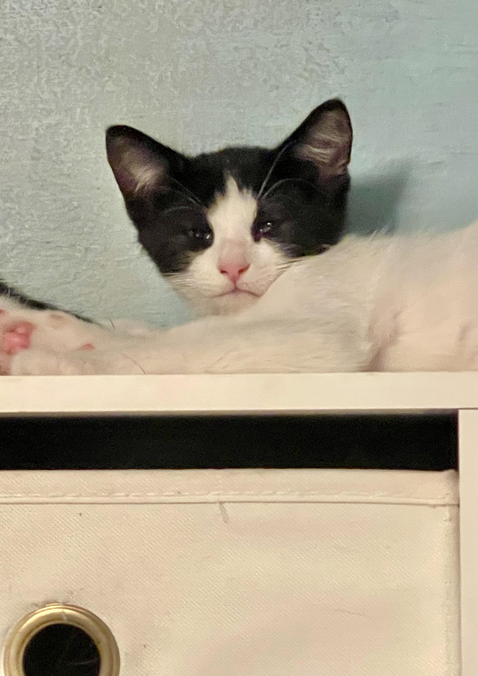 Enlarge Pierrot, a Adoptable Domestic Short Hair in Flint Hill, VA image 1/2