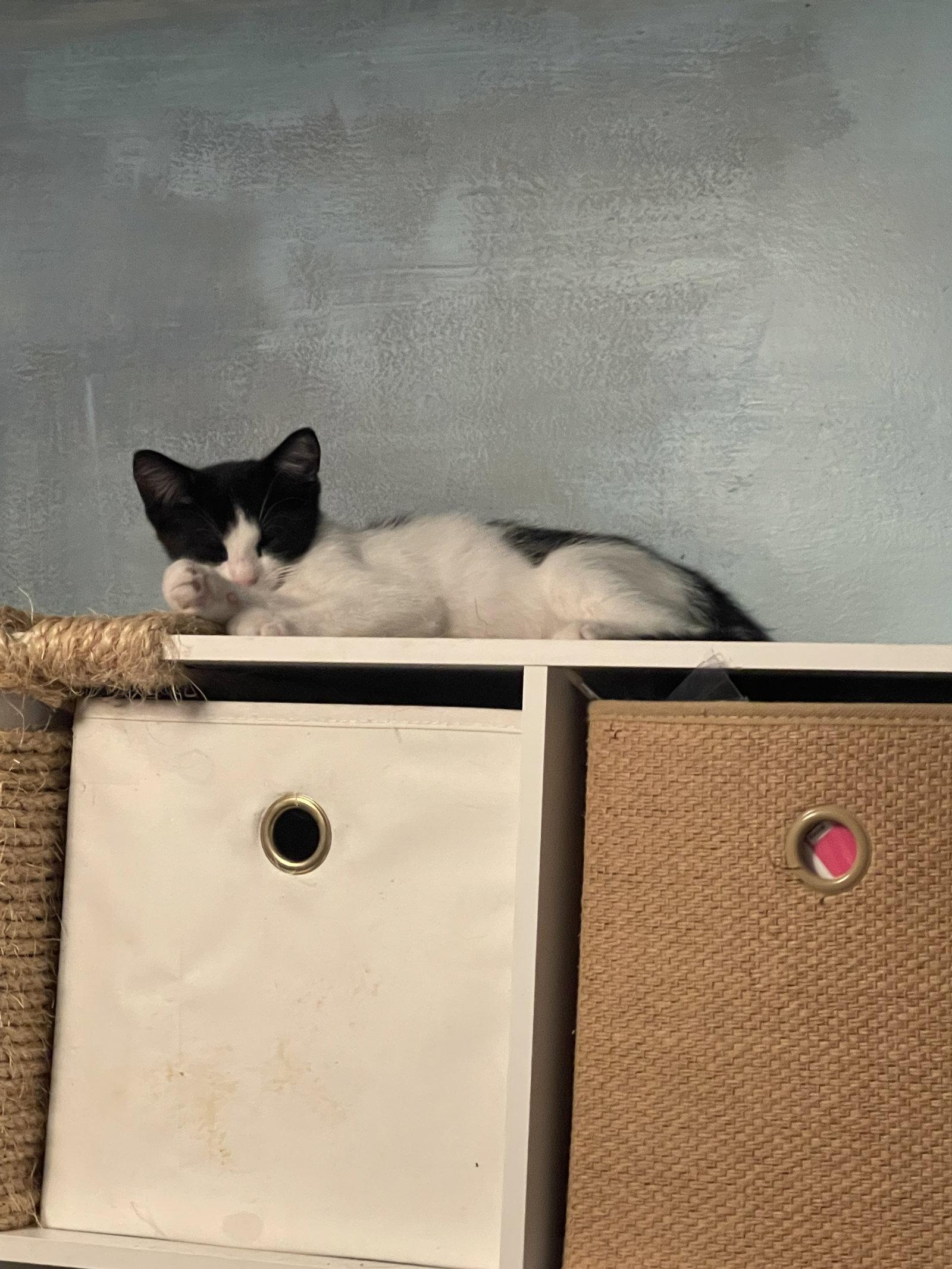 Enlarge Pierrot, a Adoptable Domestic Short Hair in Flint Hill, VA image 2/2