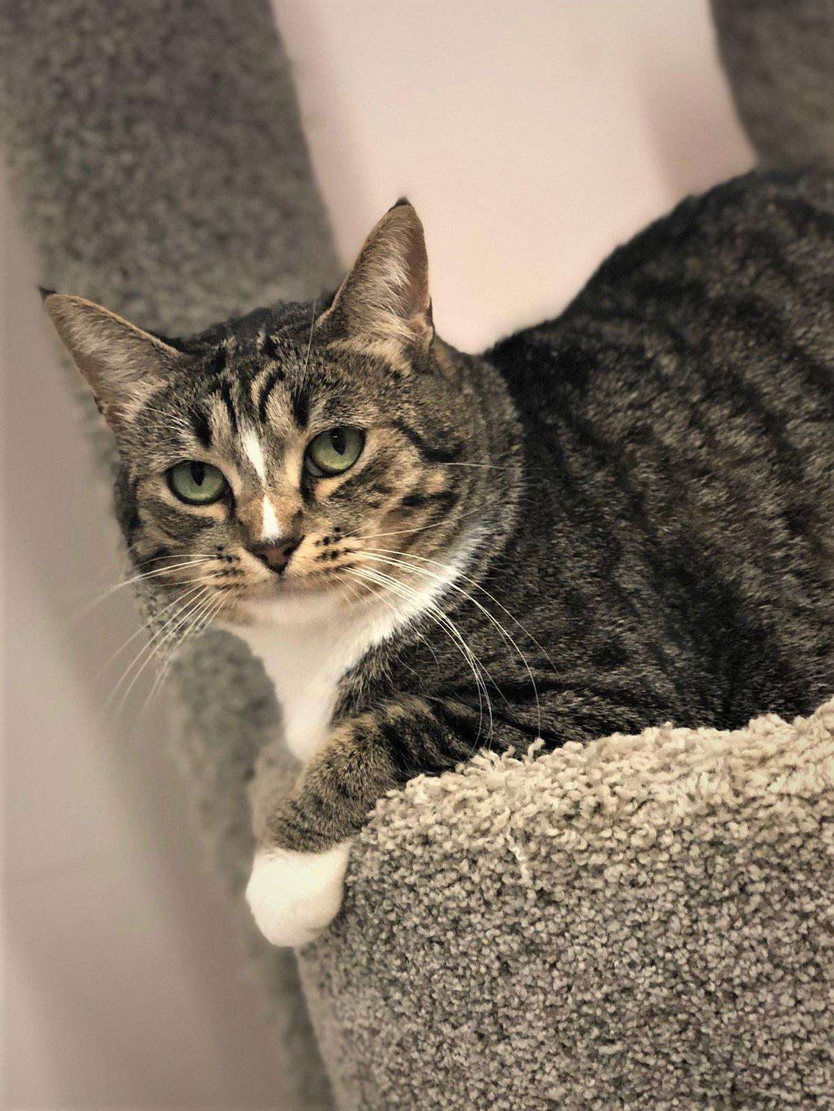 Twinkle, a Adoptable Domestic Short Hair in Seal Beach, CA image 1/6