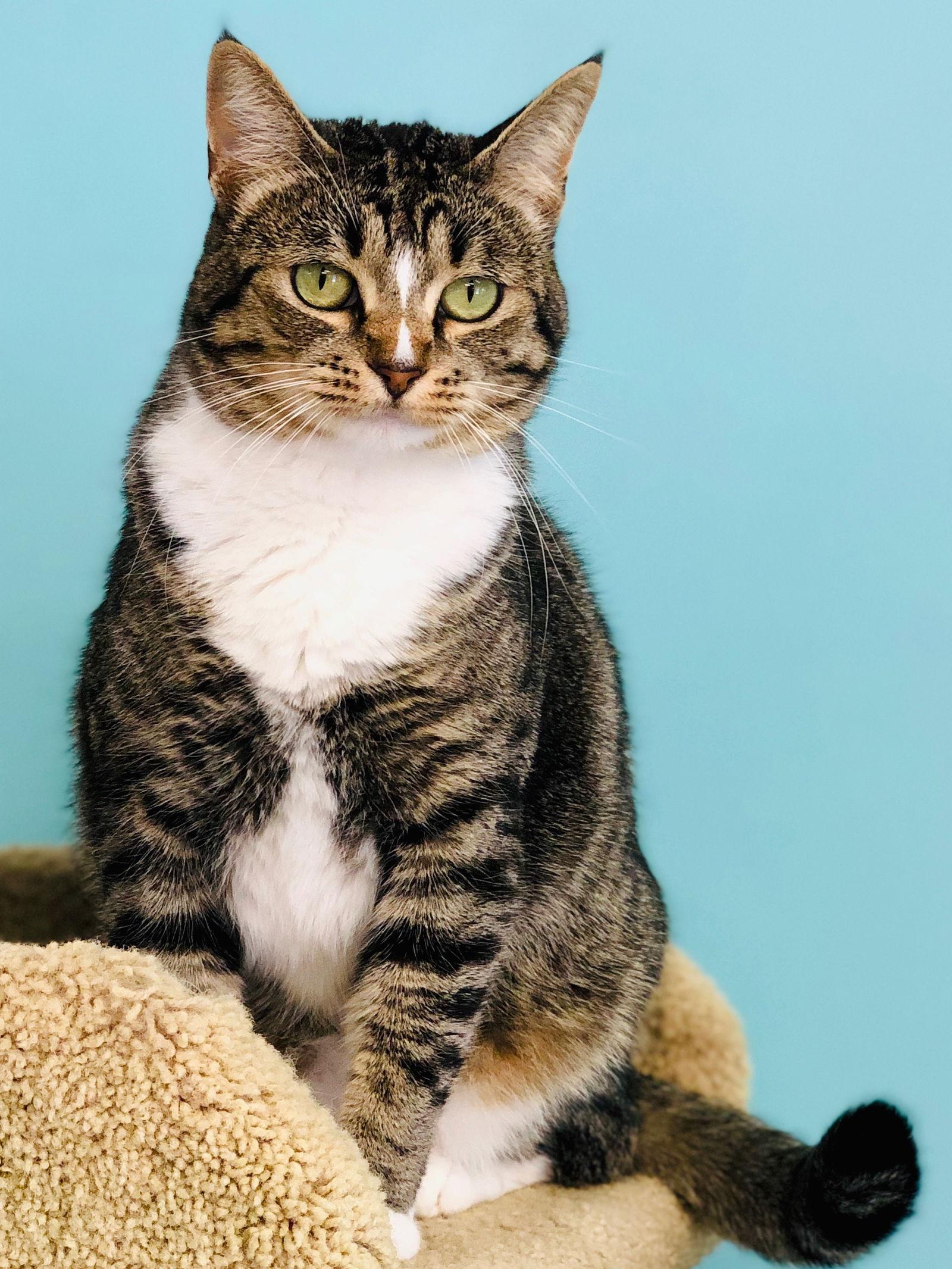 Twinkle, Adoptable, Adult Female Domestic Short Hair.