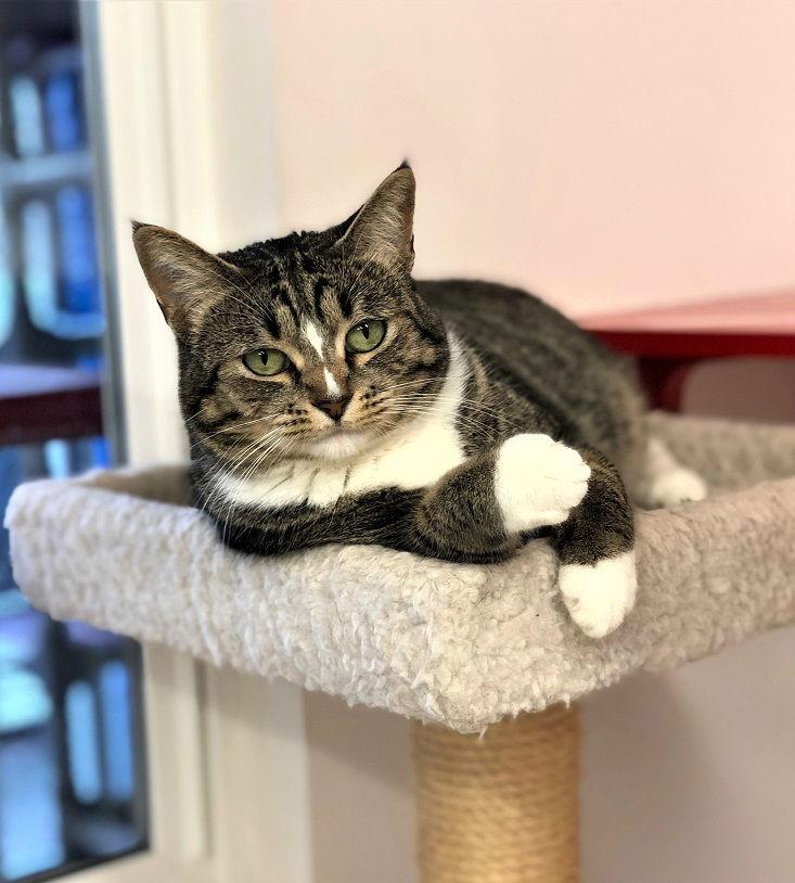 Twinkle, a Adoptable Domestic Short Hair in Seal Beach, CA image 3/6