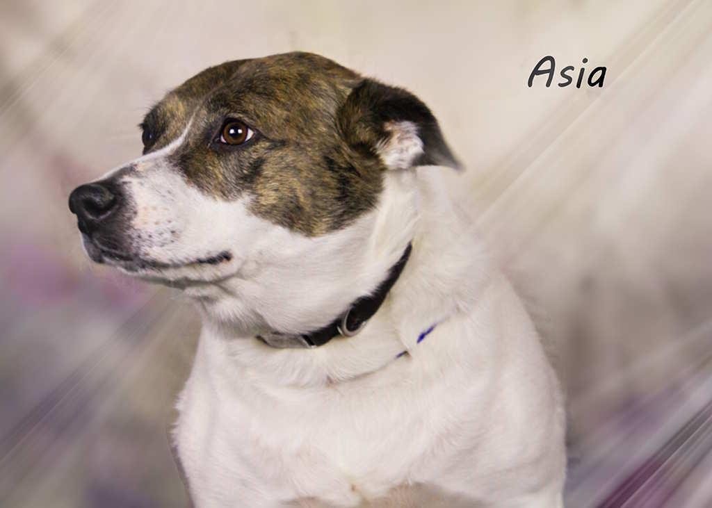 Enlarge Asia, a Adoptable mixed breed in York, NE image 3/4