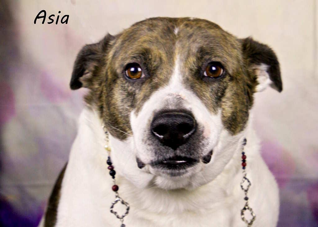 Enlarge Asia, a Adoptable mixed breed in York, NE image 2/4