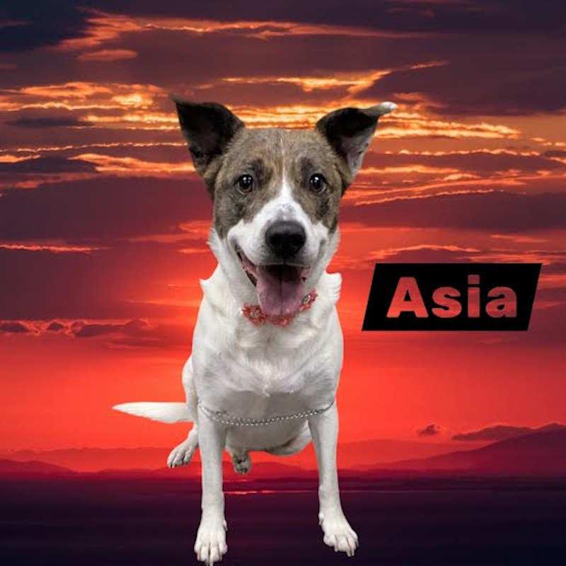 Asia, an adoptable Terrier, Labrador Retriever in York, NE, 68467 | Photo Image 1